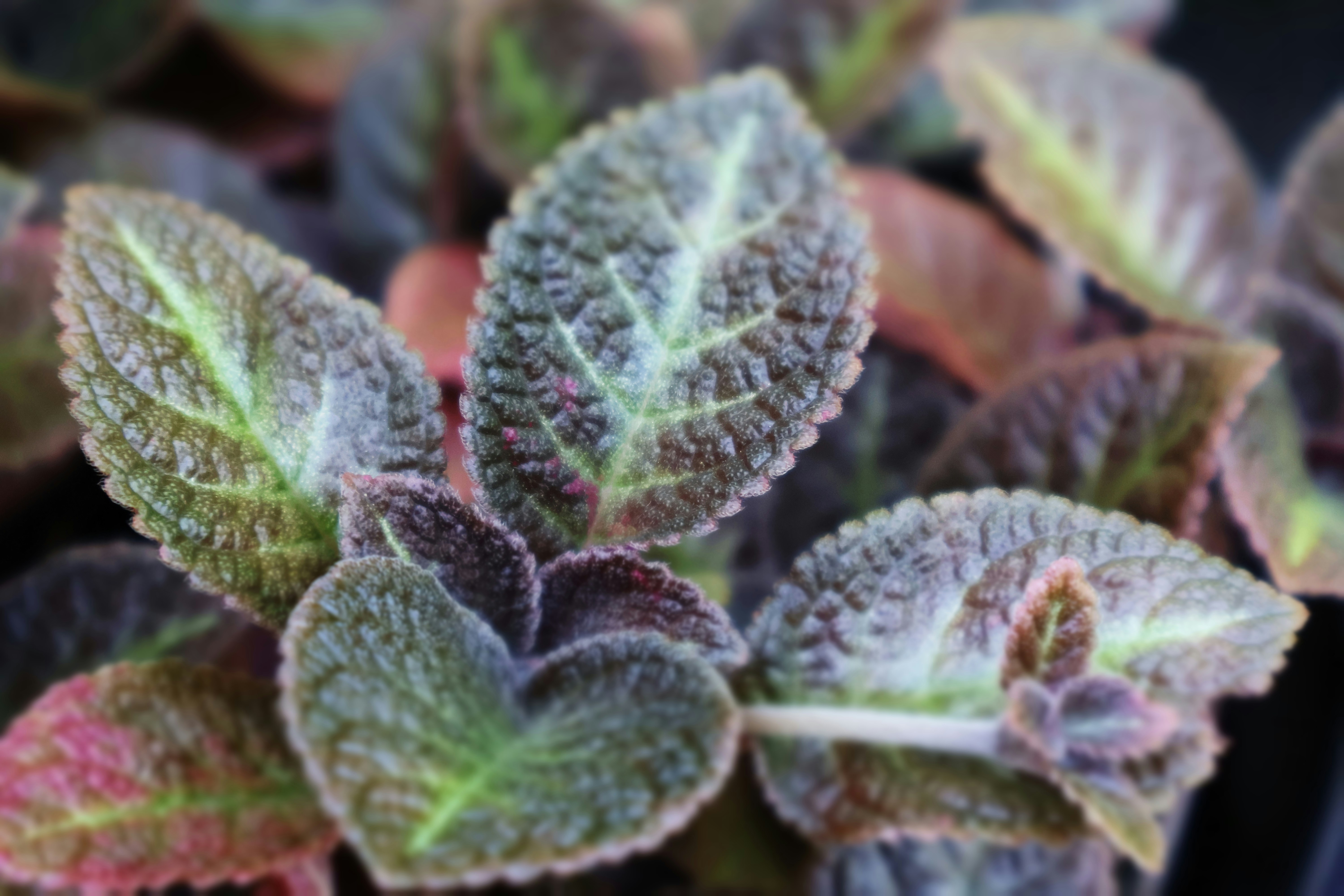 Photo by avrprasad56