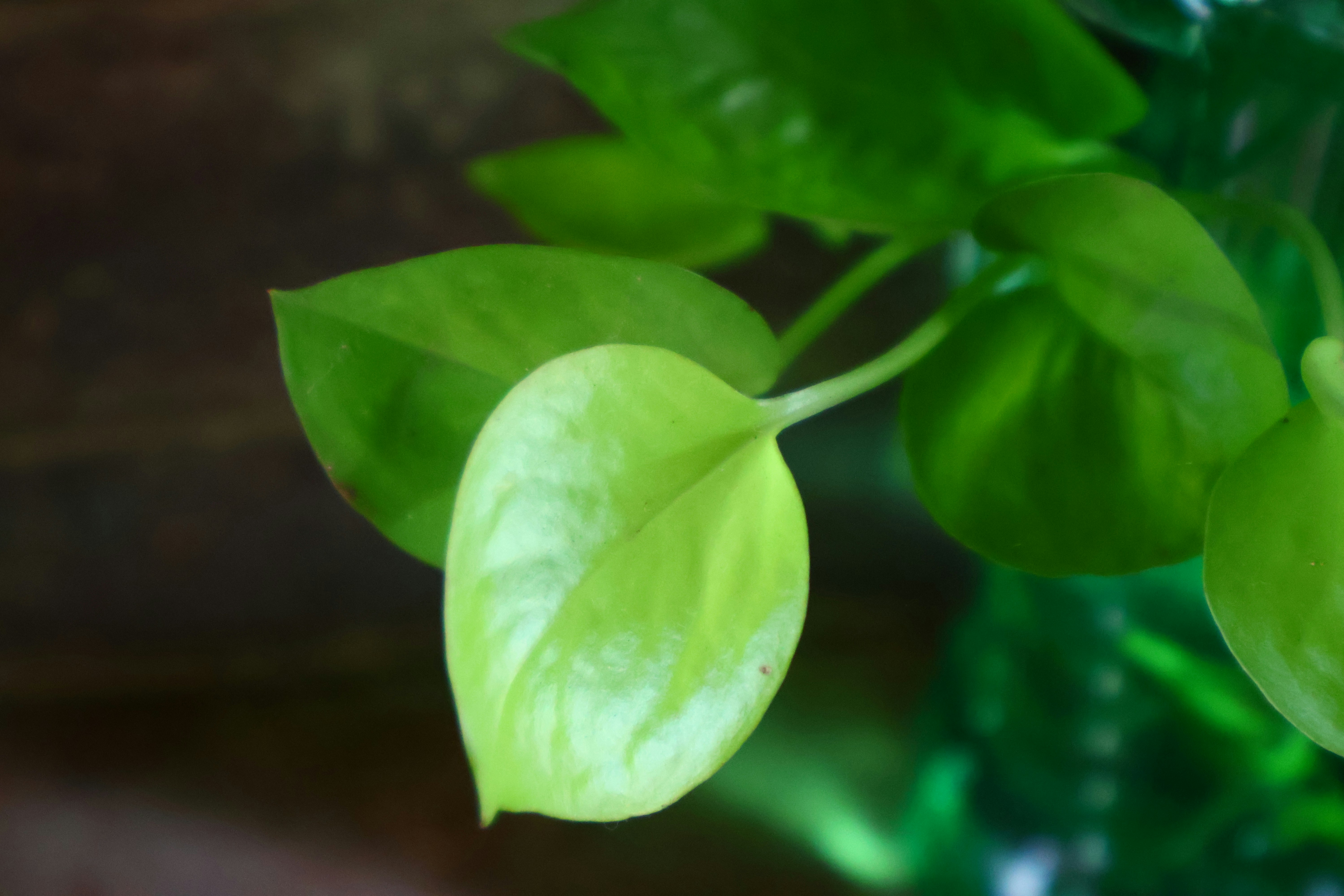 Photo by avrprasad56