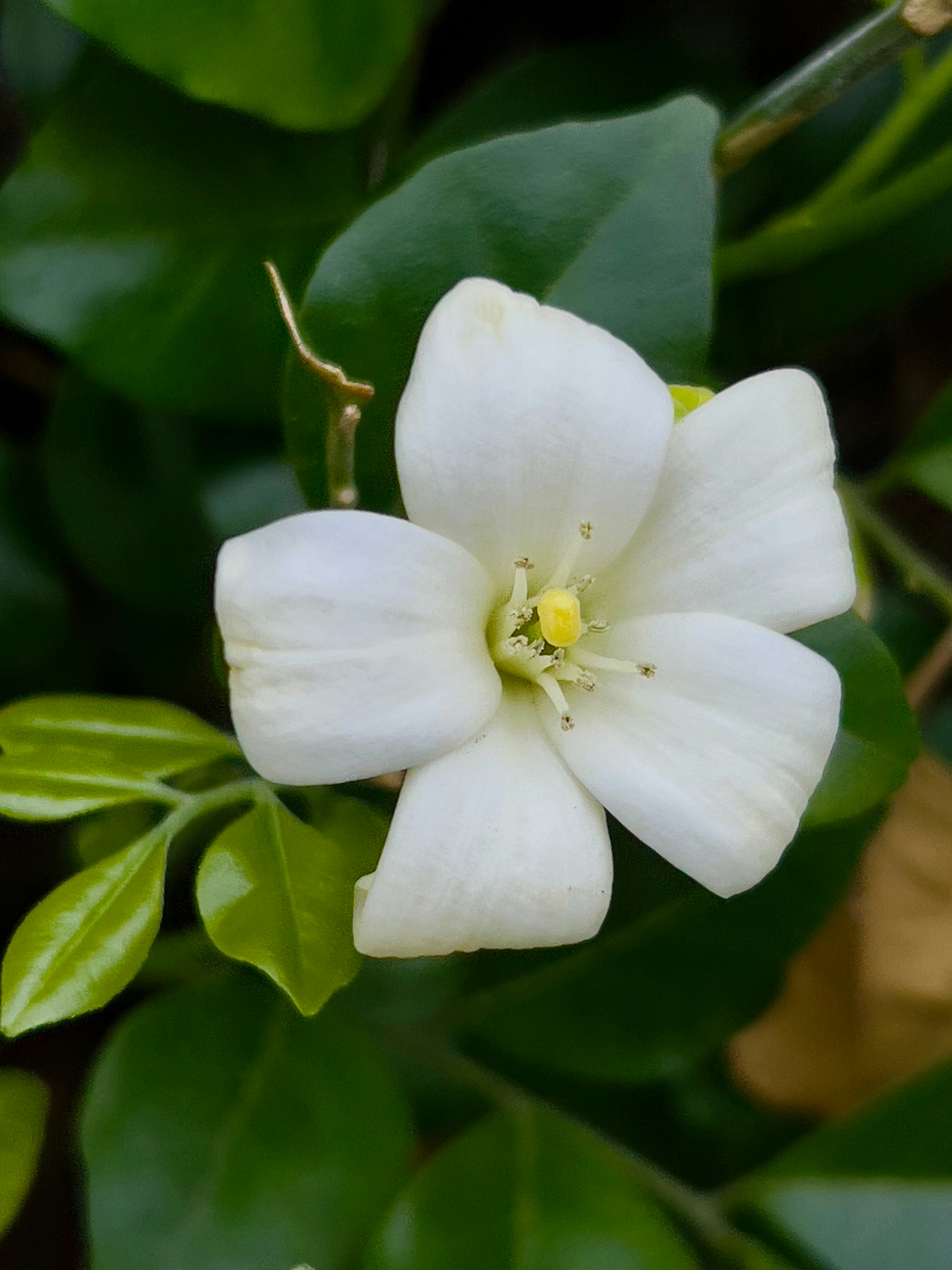 A white flower with green leaves in the background