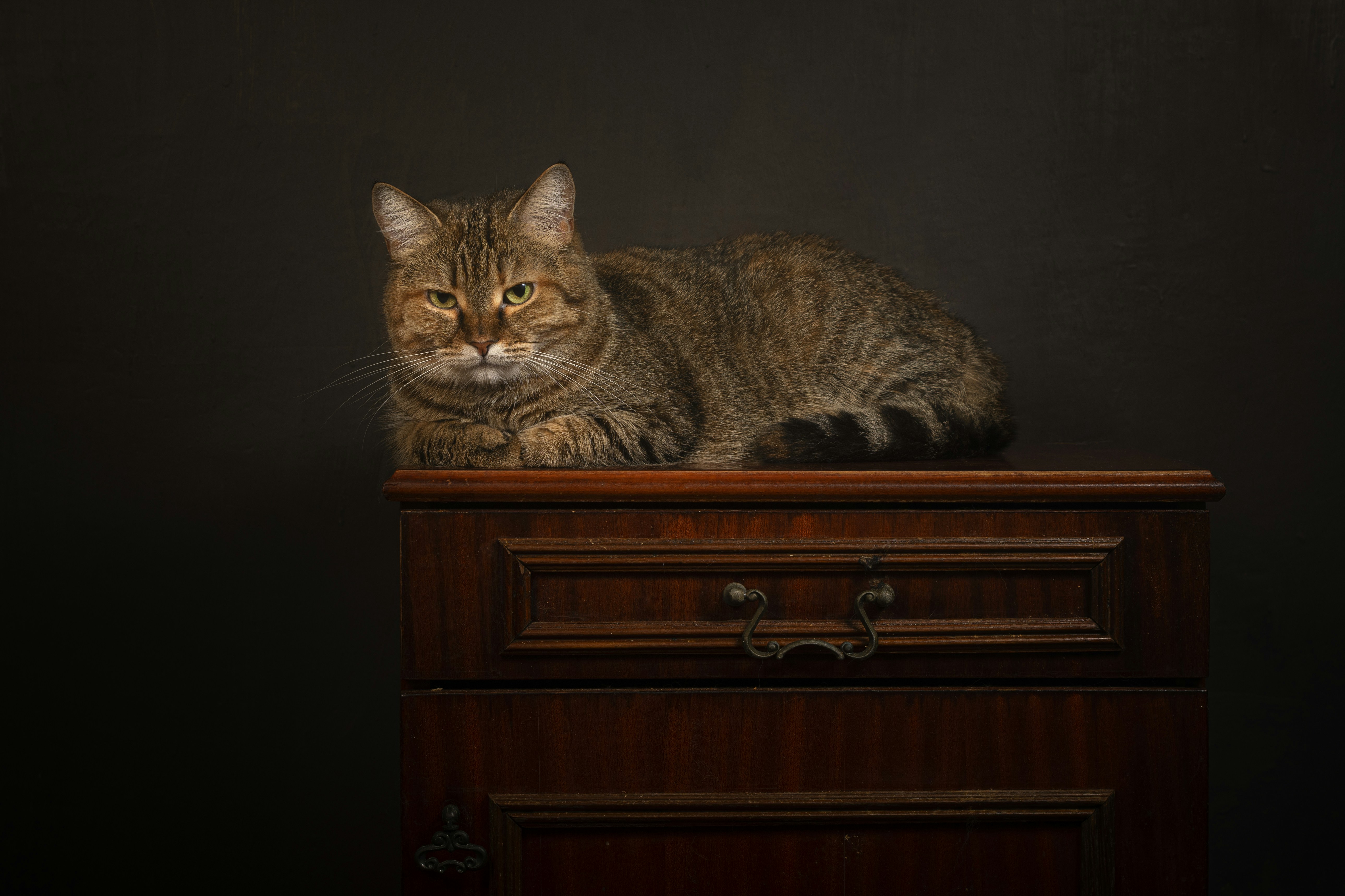 A cat sitting on top of a wooden dresser