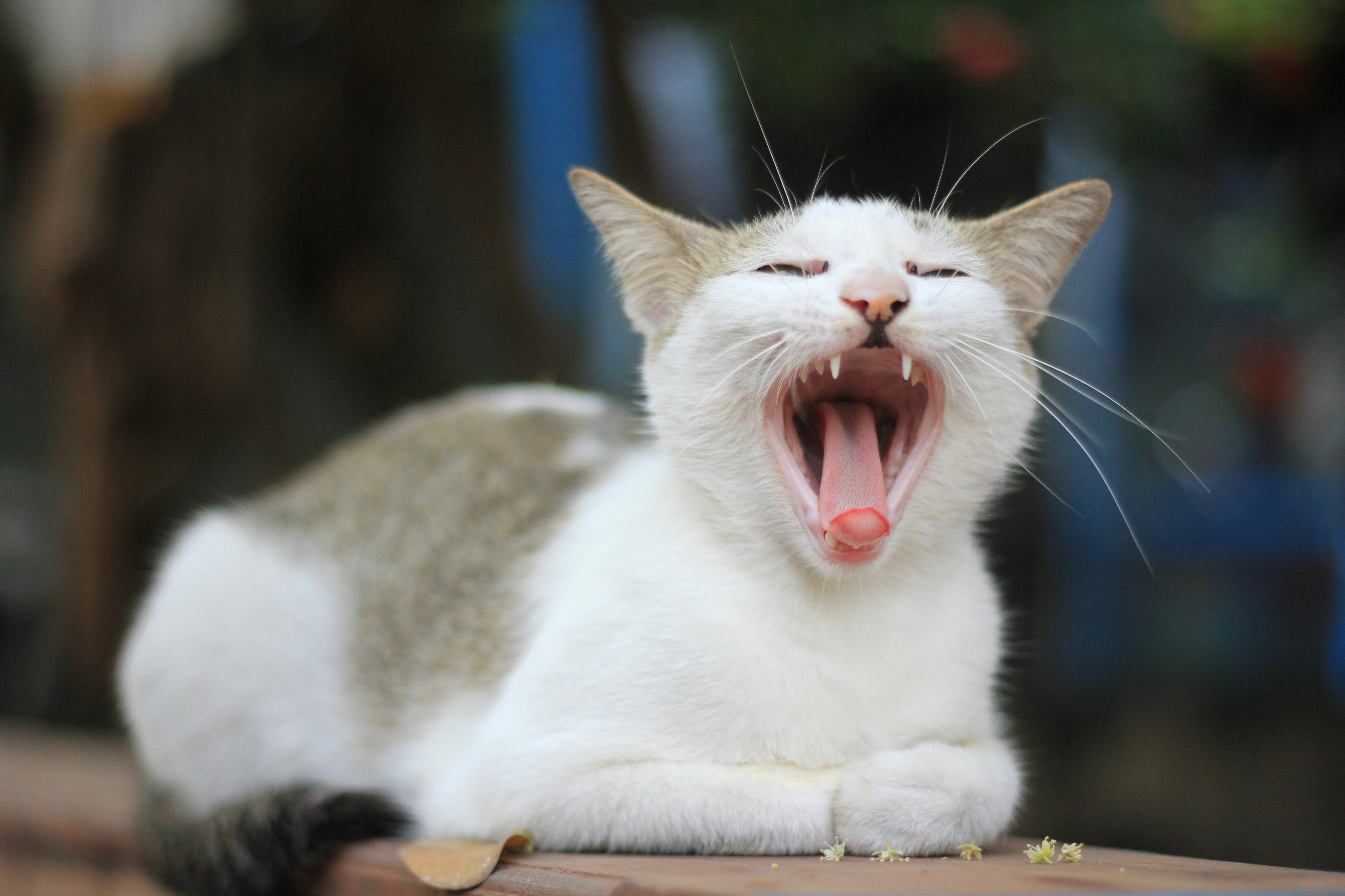 Cat using litter box