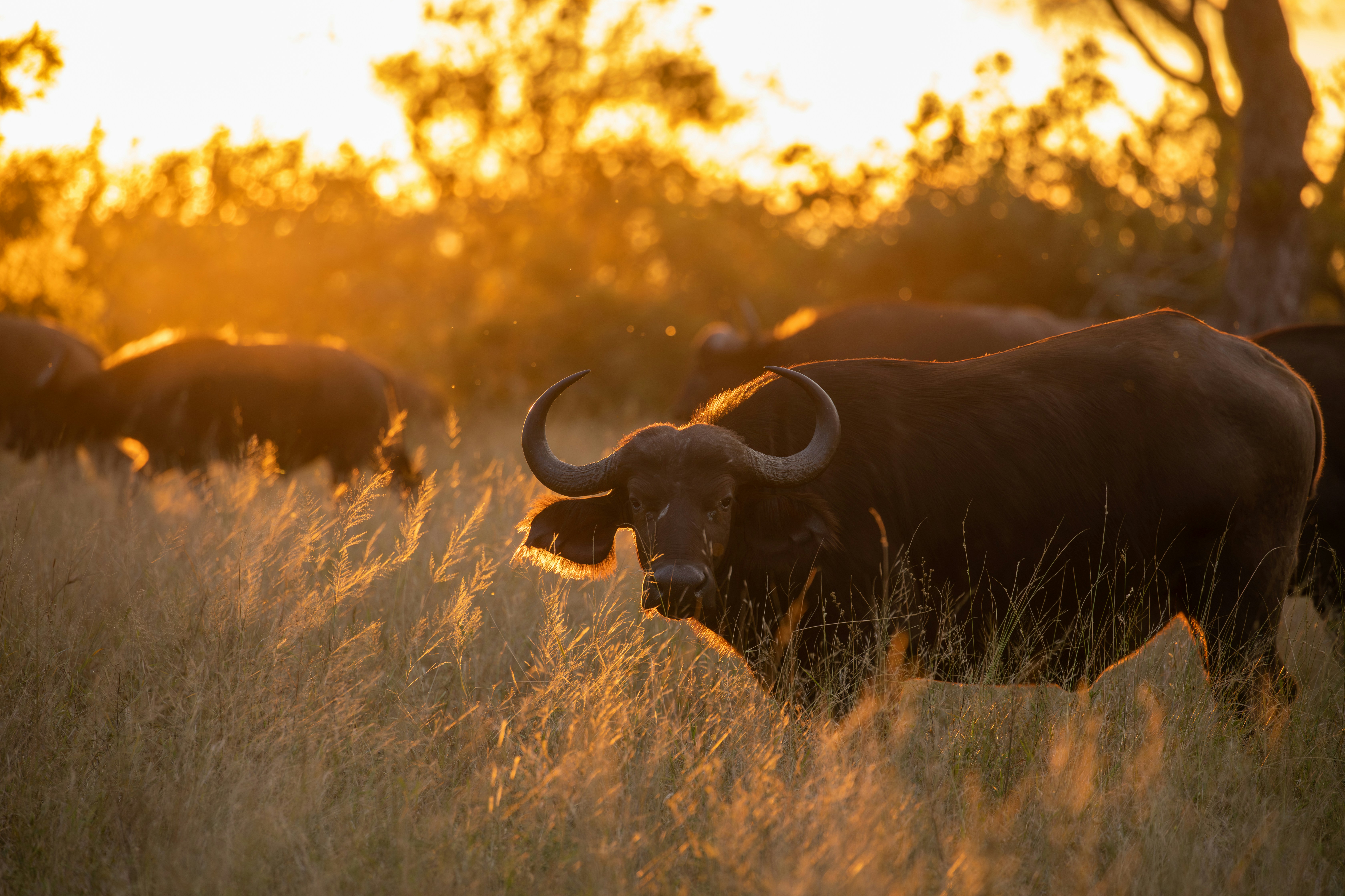 A herd of buffalo standing on top of a grass covered field