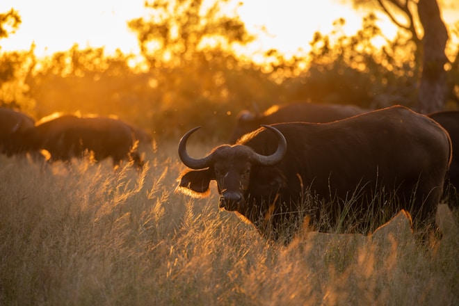 A herd of buffalo standing on top of a grass covered field