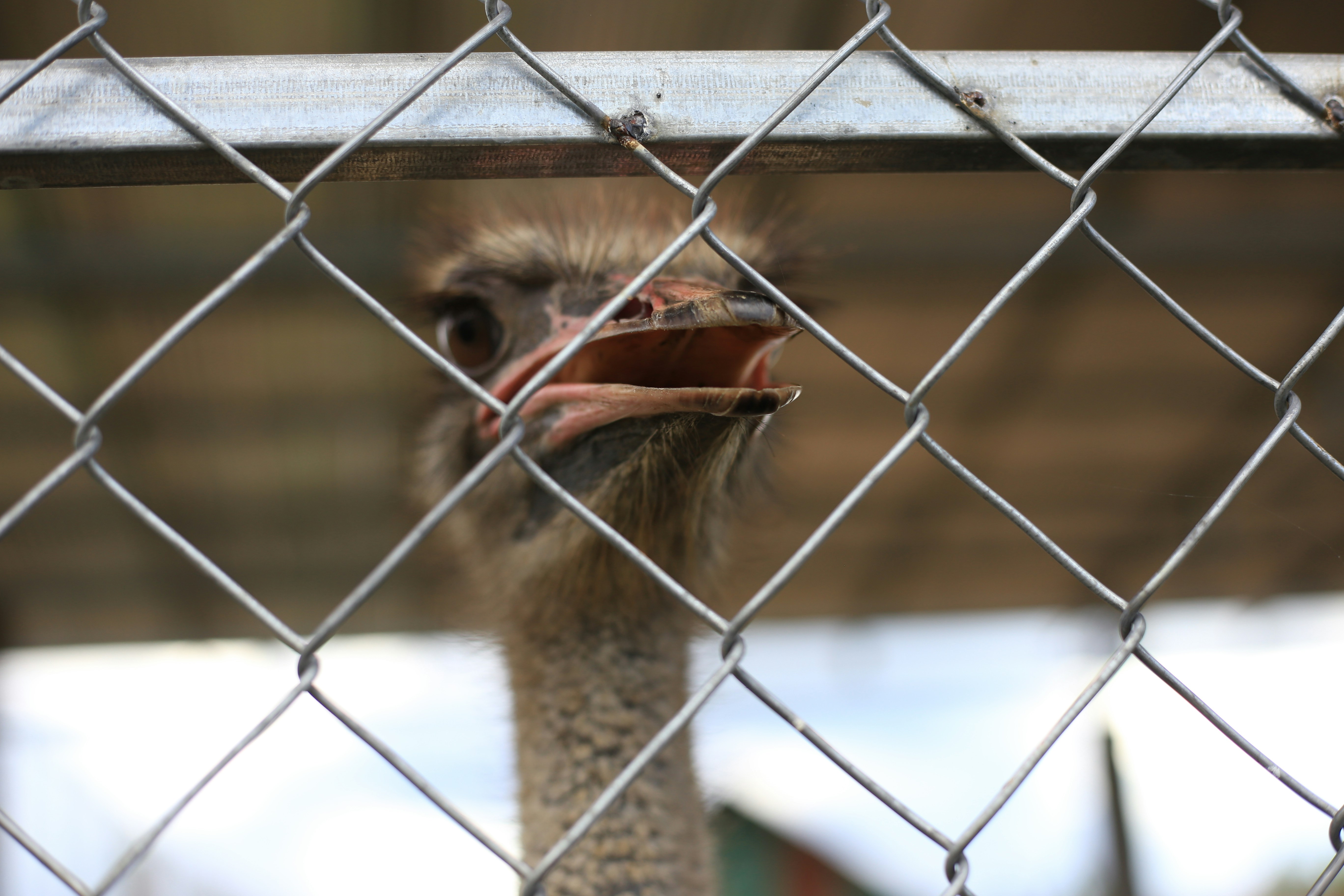 An ostrich looking through a chain link fence