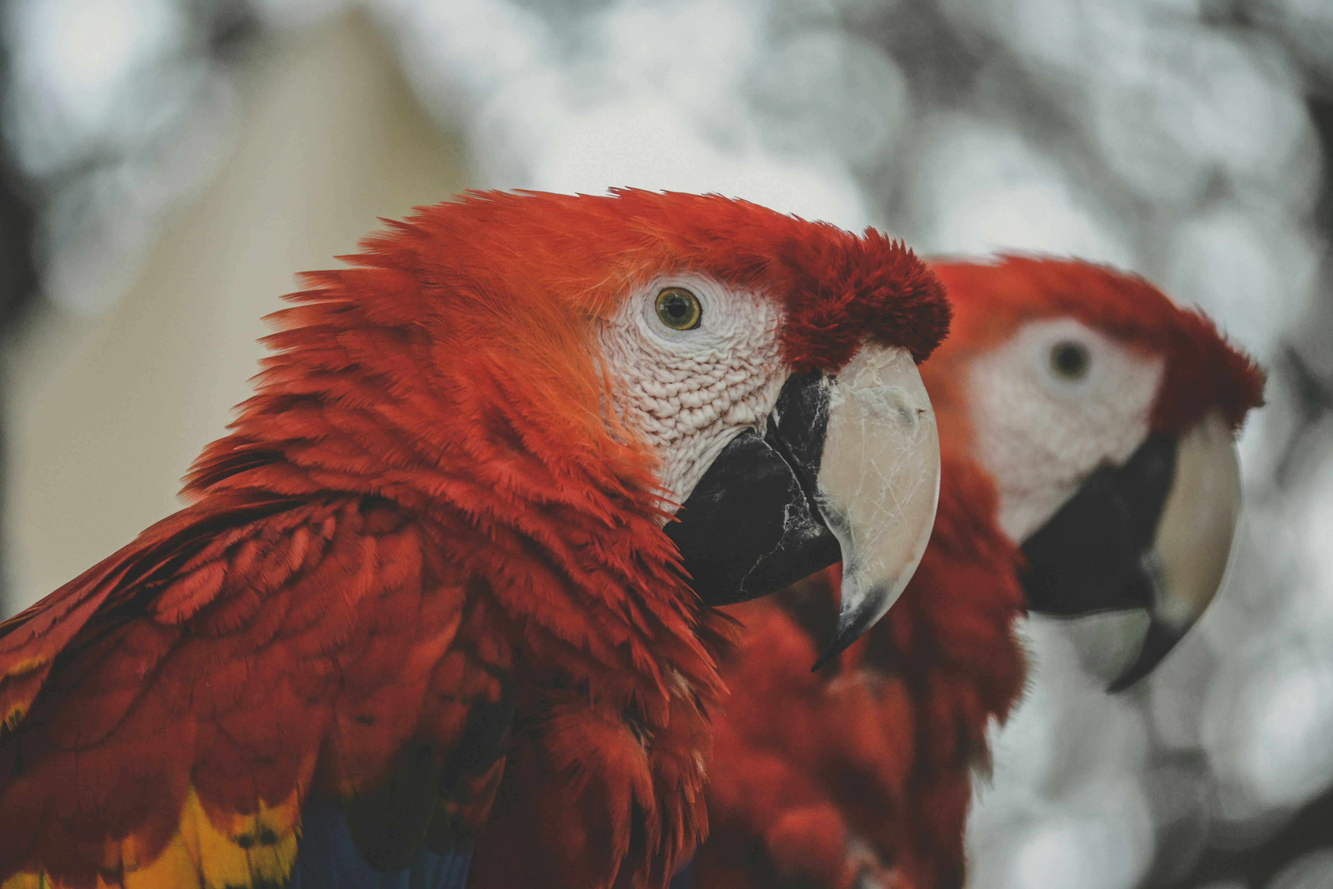 A close up of a parrot with trees in the background