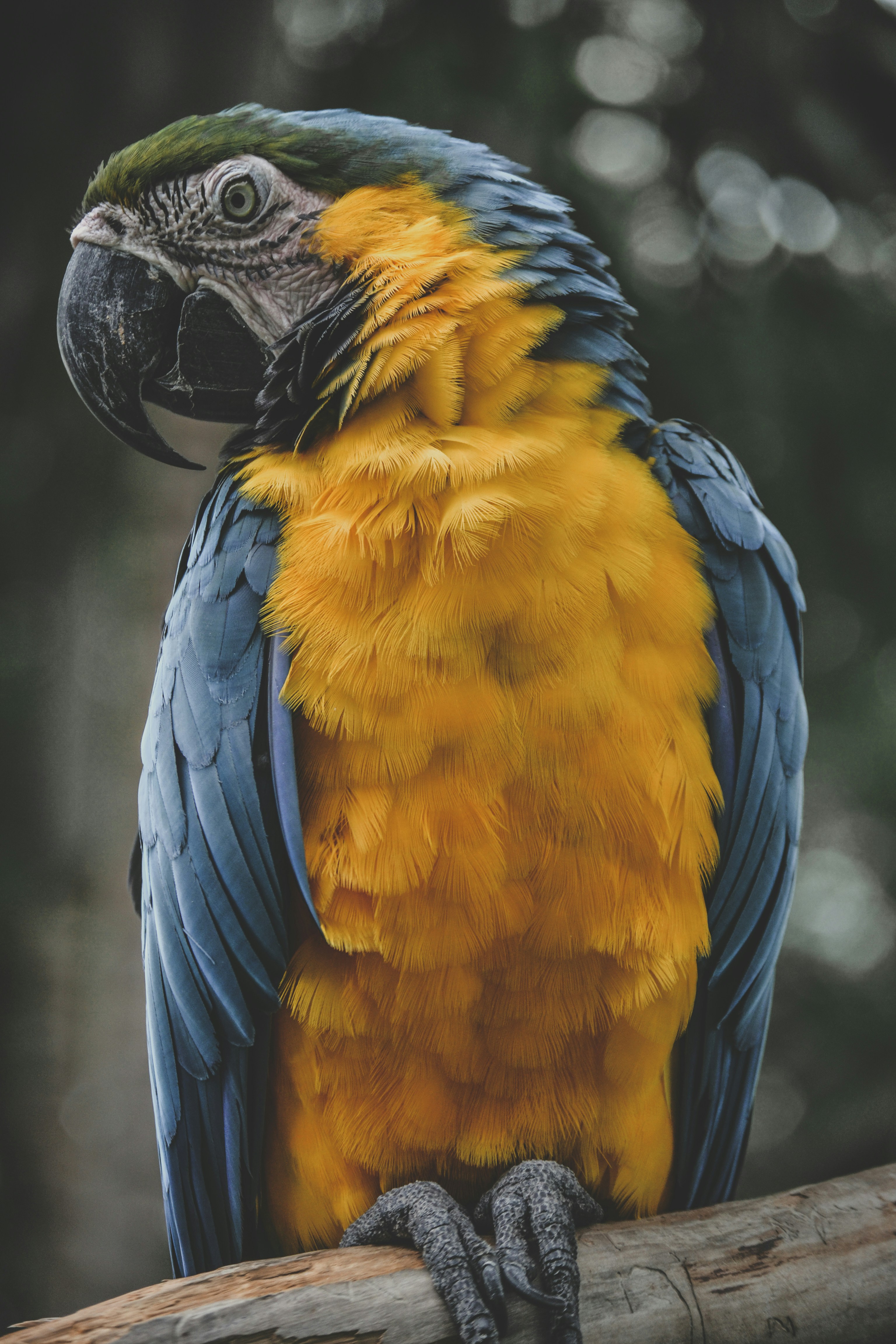 A colorful parrot perched on a tree branch