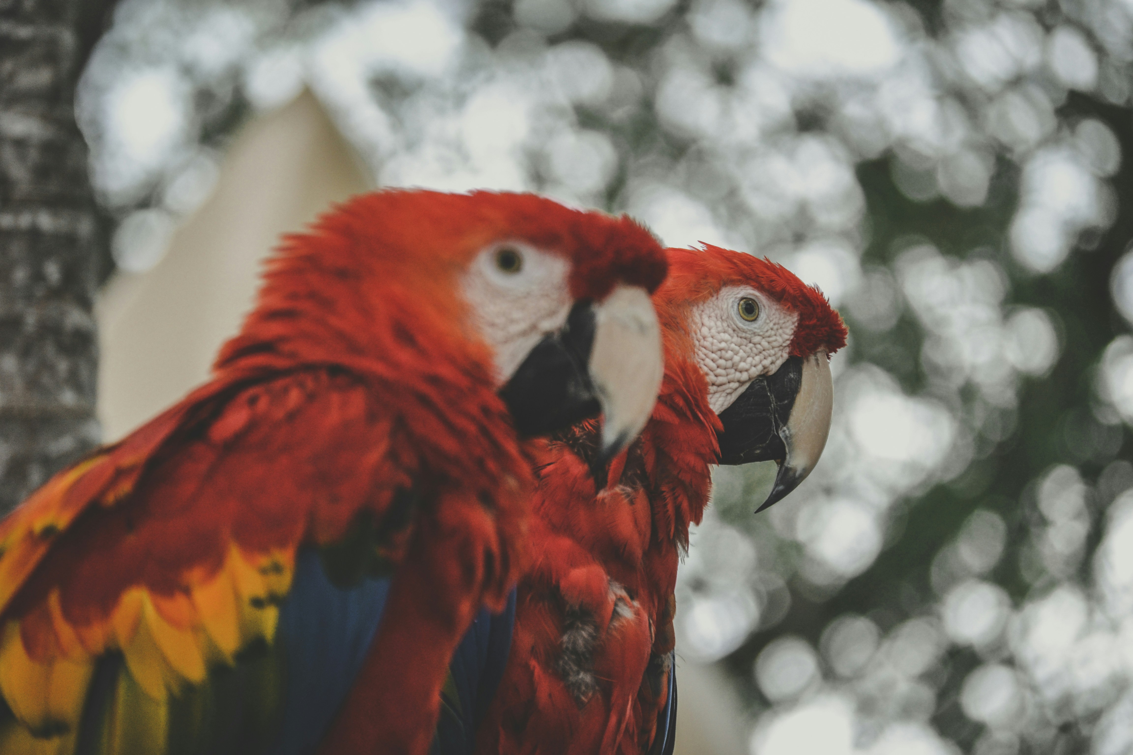 A red and yellow parrot sitting on top of a tree