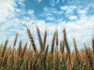 A field of wheat under a blue sky with clouds