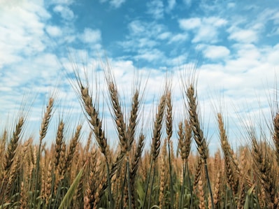A field of wheat under a blue sky with clouds