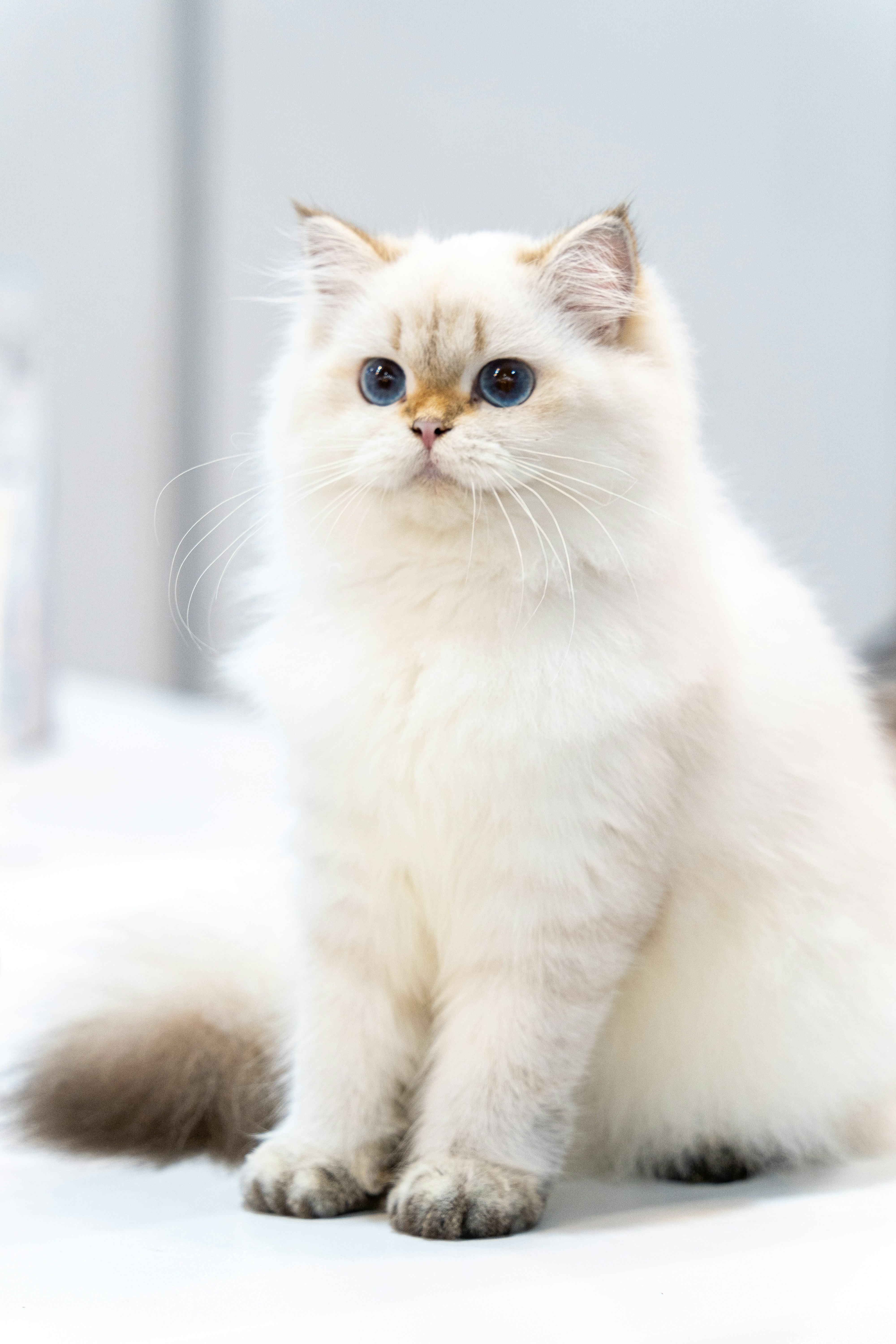 ベッドに座っている青い瞳の白猫