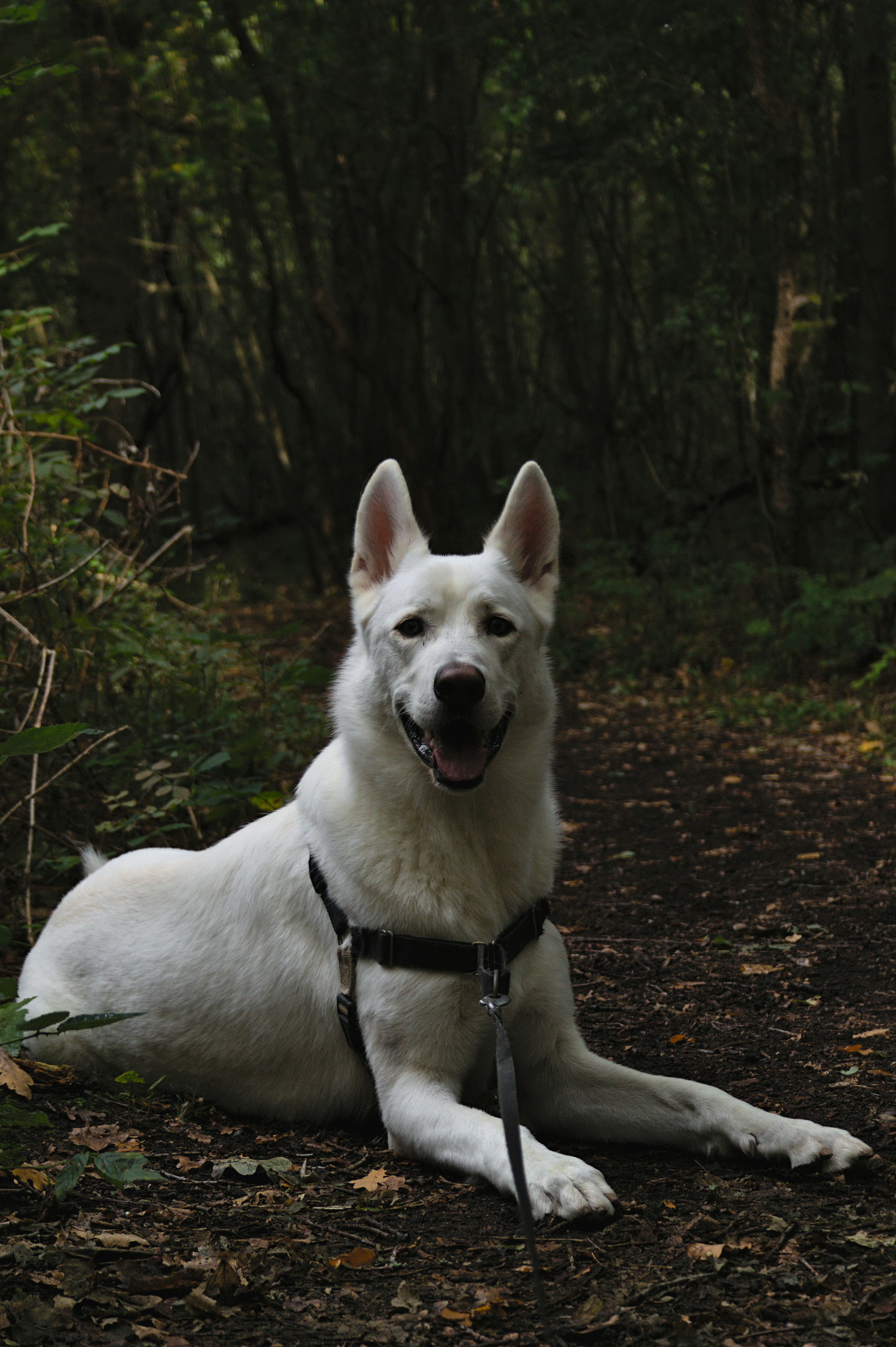 Photo by thomas_de_fretes