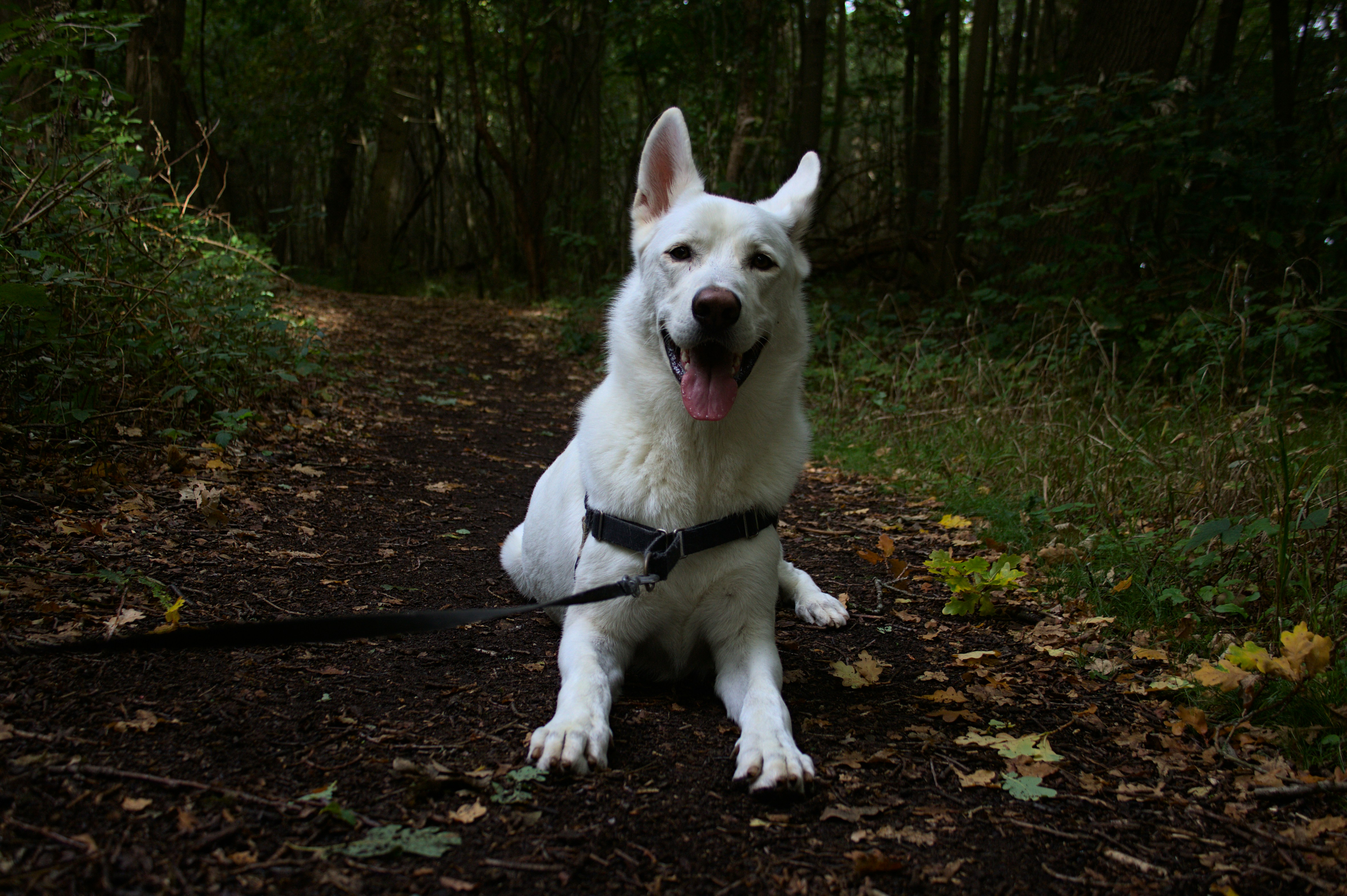 A white dog sitting on a path in the woods