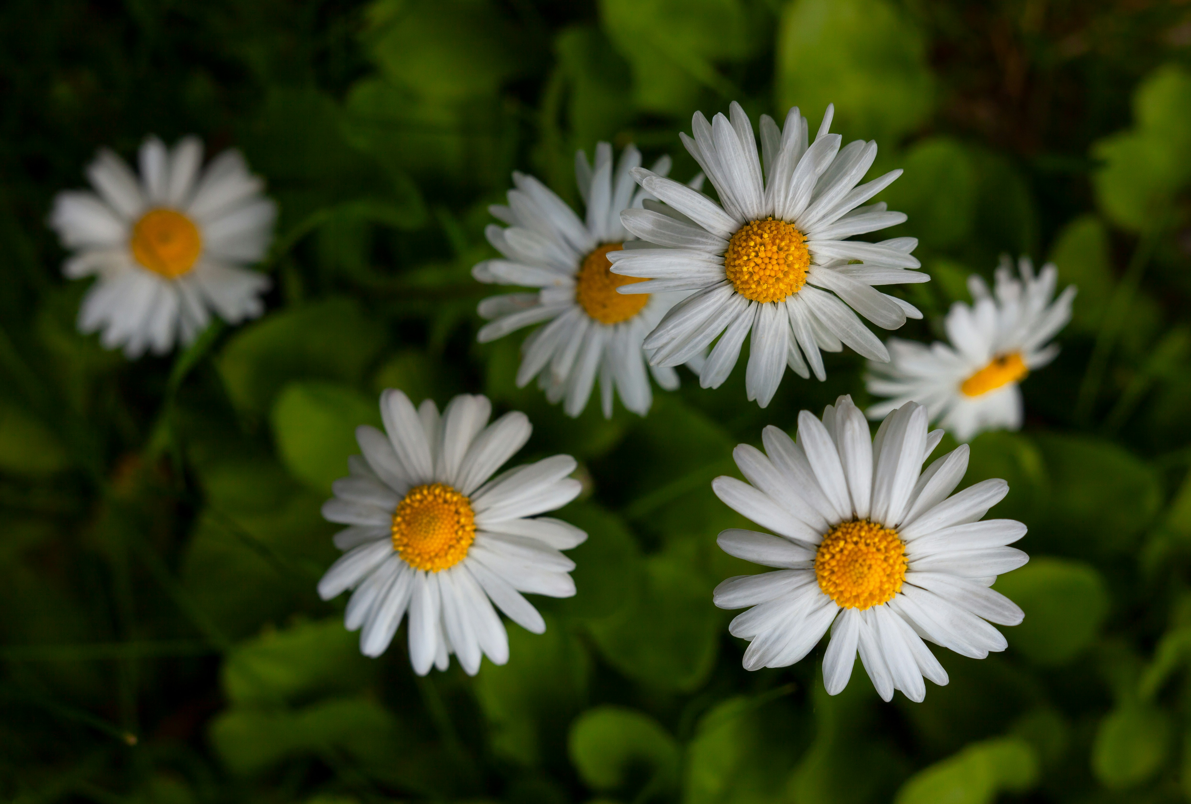 Chamomile Flowers