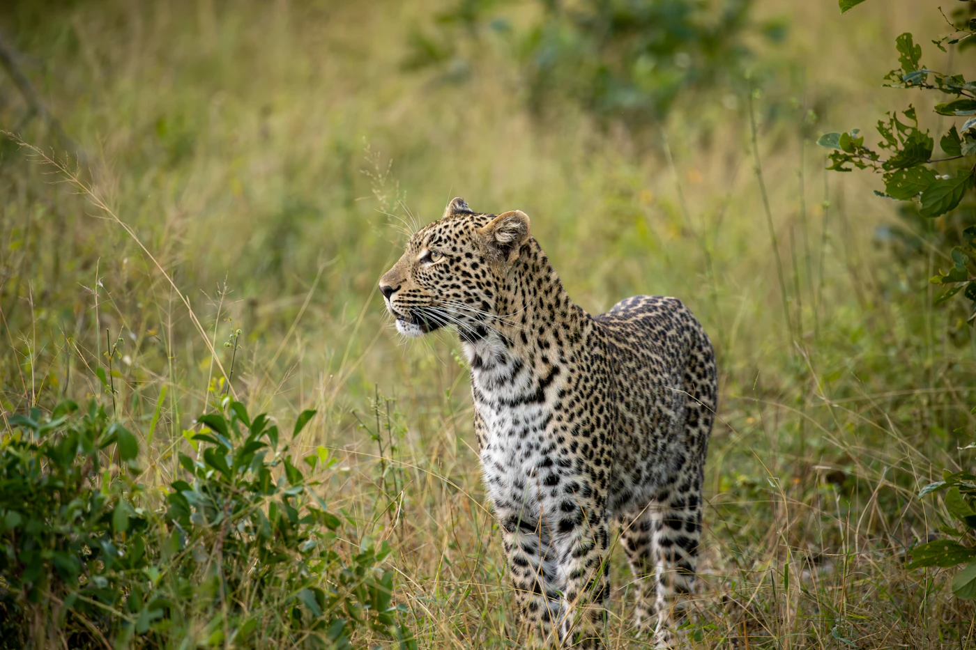 Leopard sitting alert in long green grass