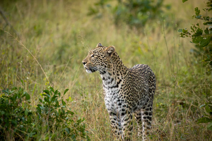 Leopard sitting alert in long green grass