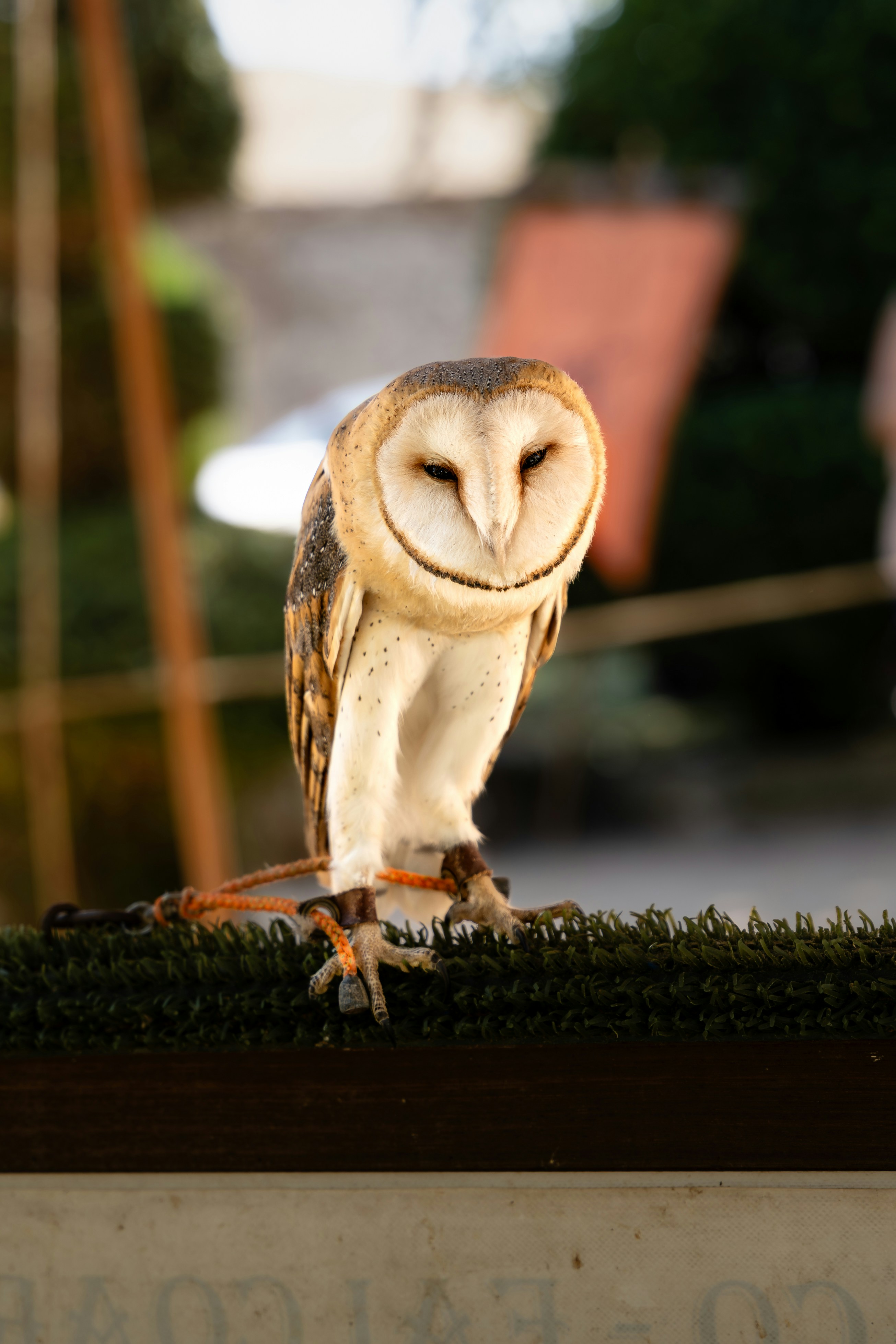 動物の惑星】メンフクロウ