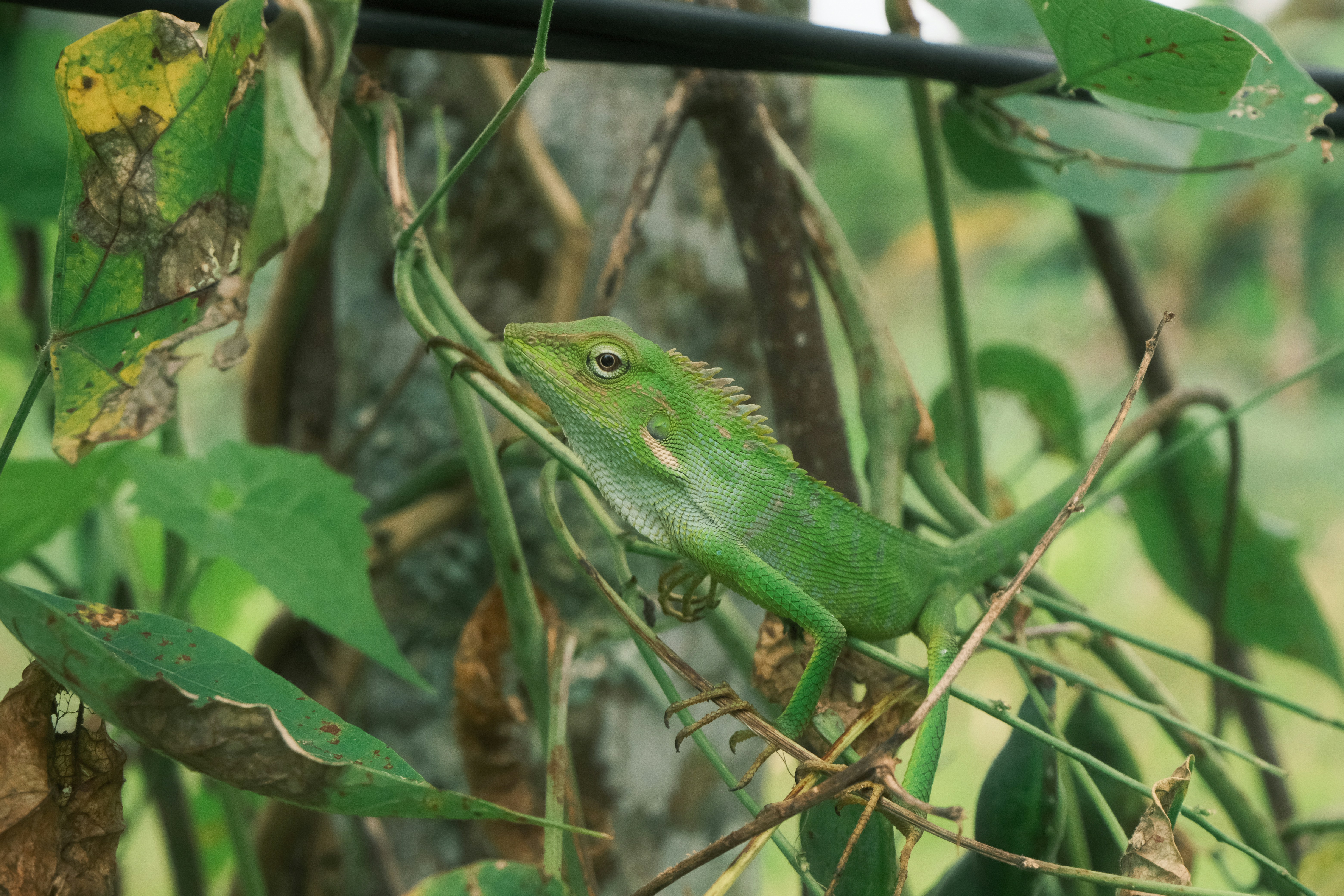 Photo by freethinkel