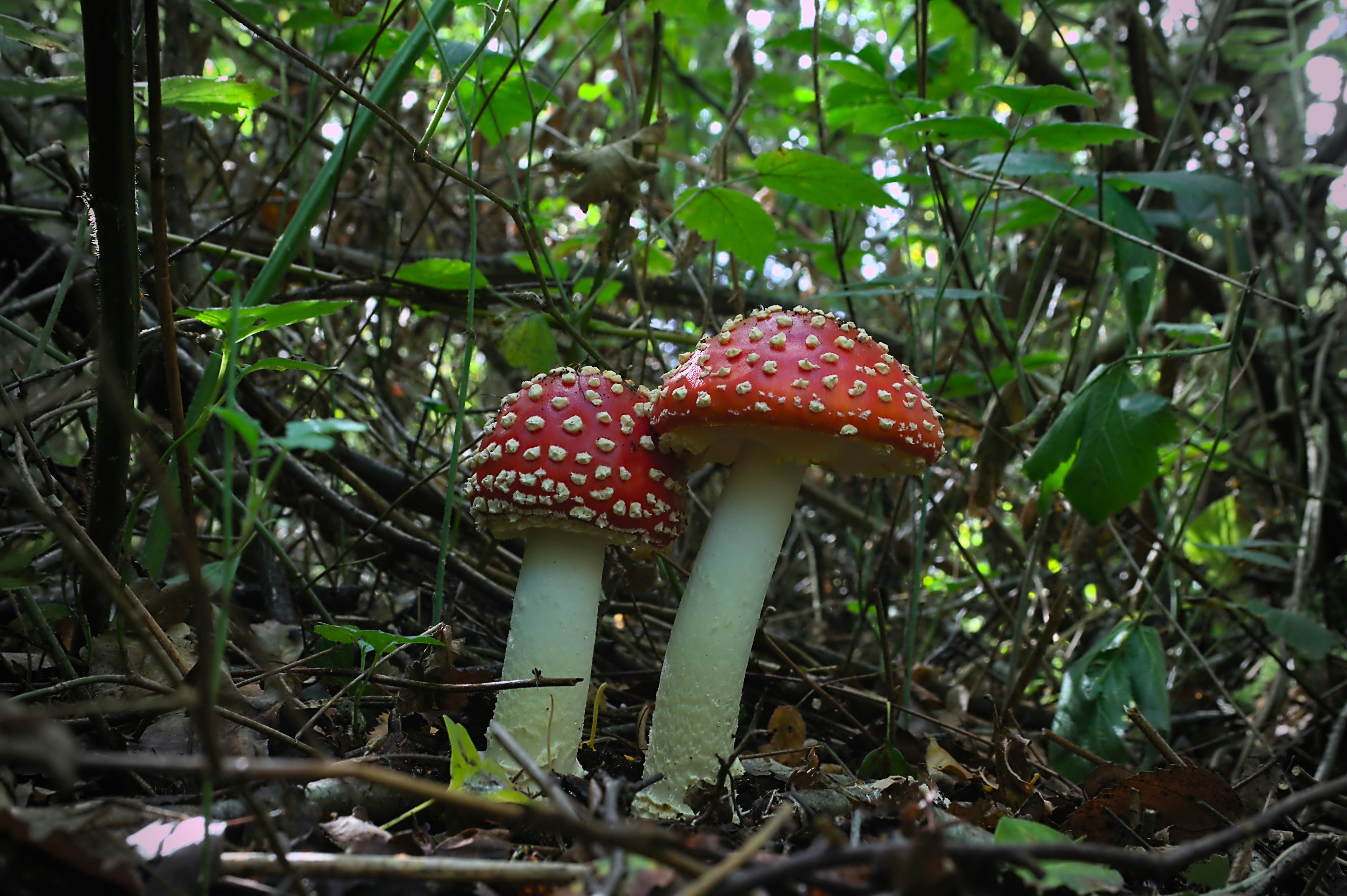 Beberapa jamur yang ada di hutan