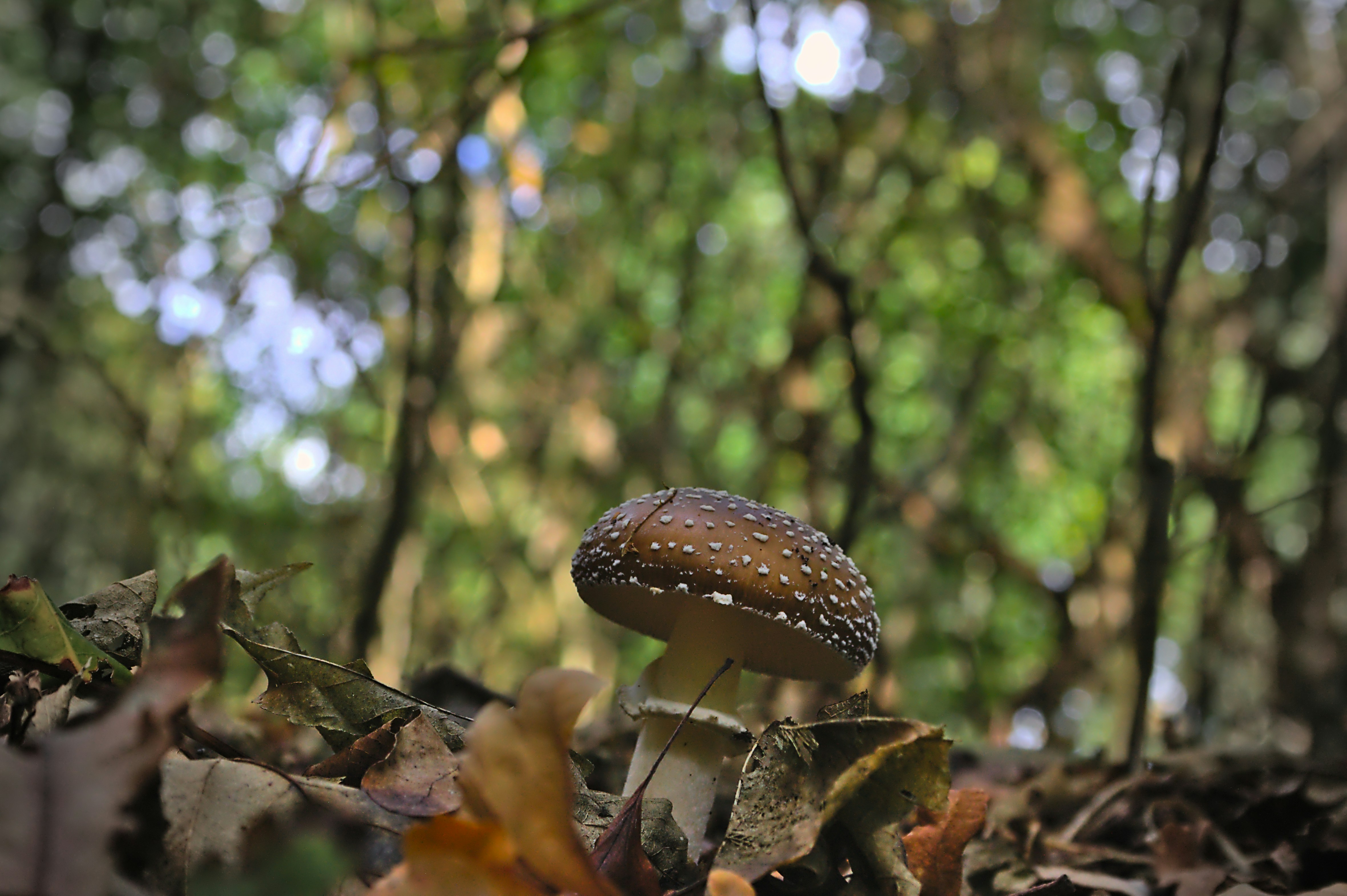 A group of mushrooms sitting on top of leaves