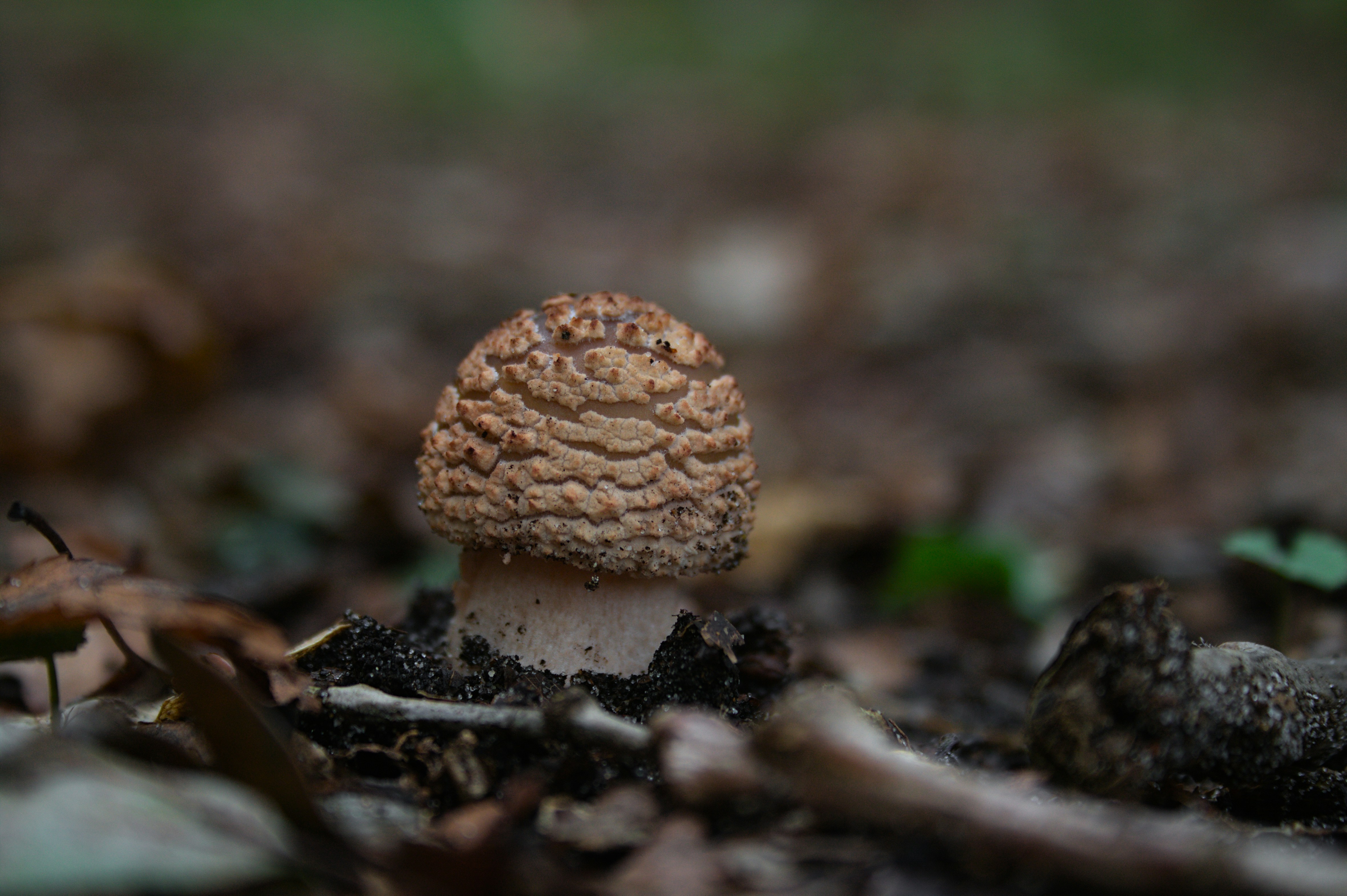 Photo by thomas_de_fretes