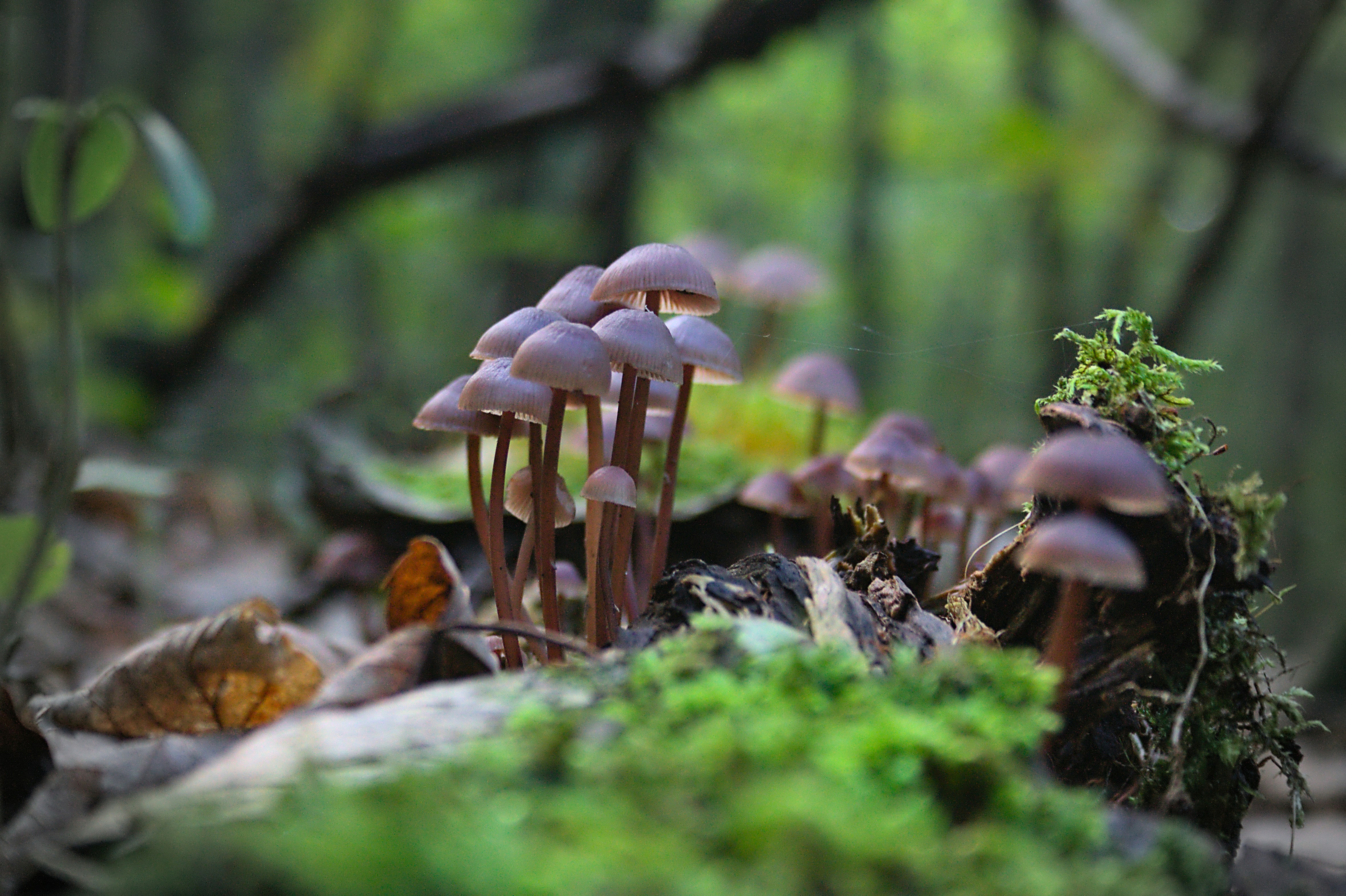 Photo by thomas_de_fretes