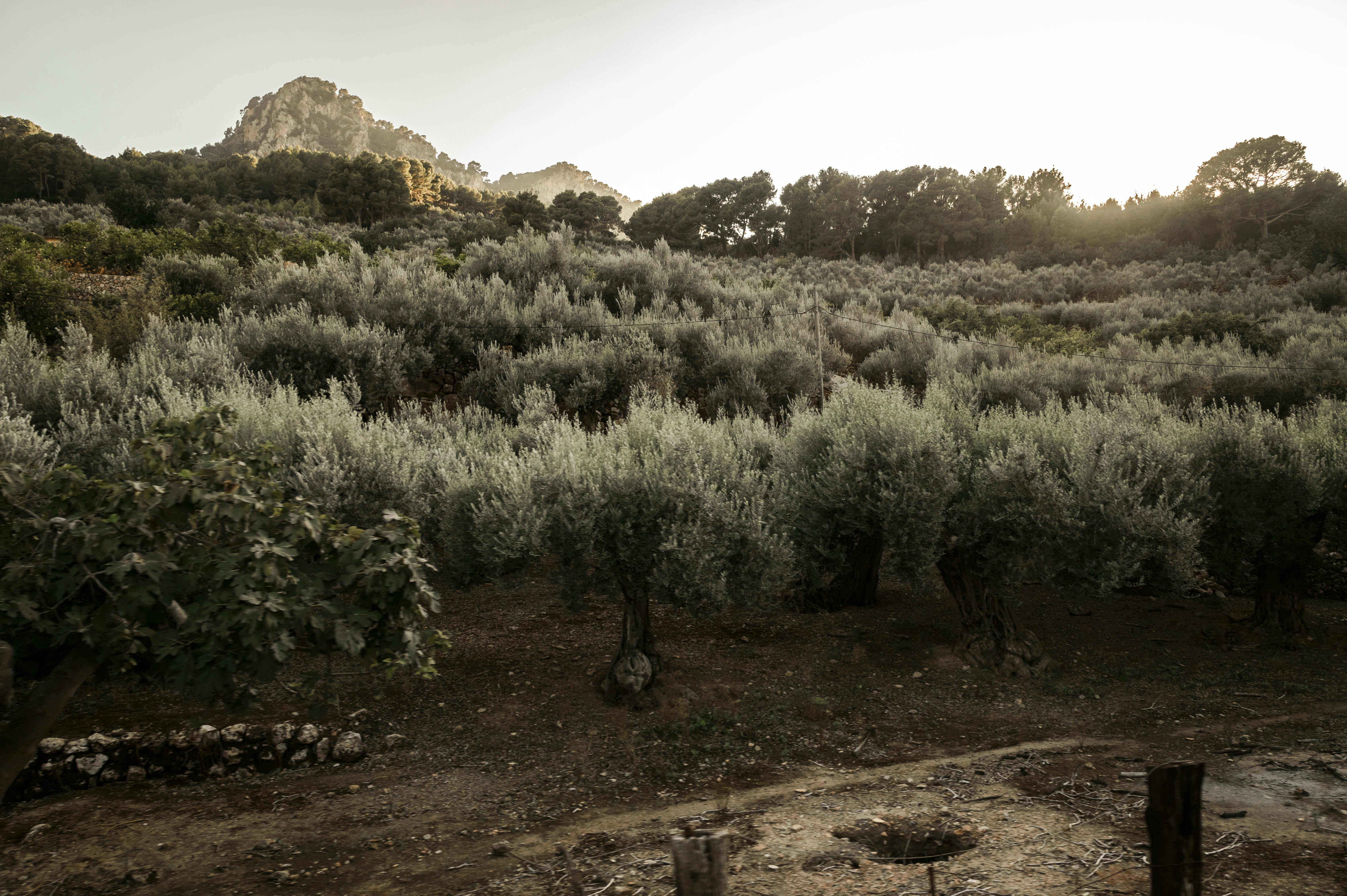 Photo by siebe_vanderhaeghen