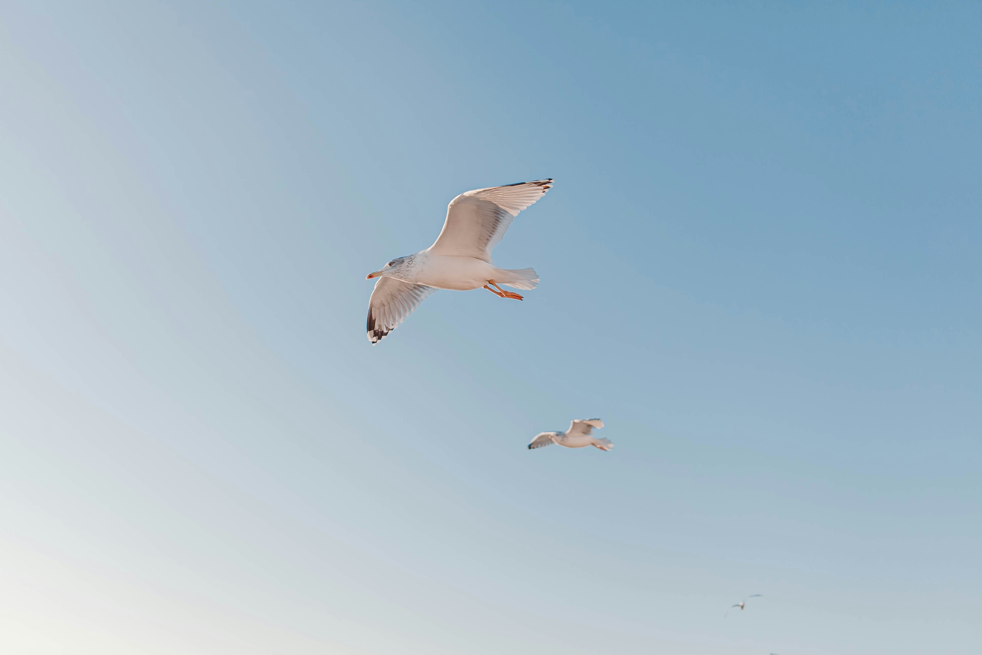 A flock of birds flying over a beach