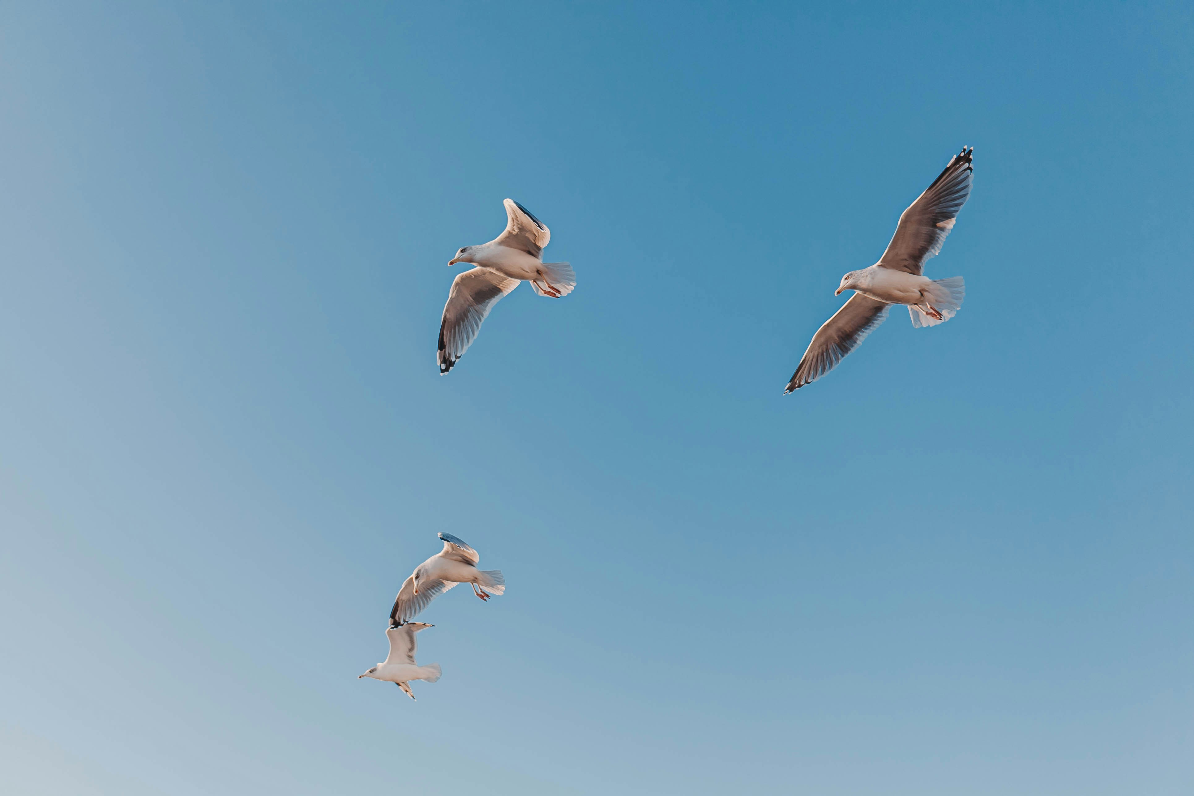 A flock of birds flying through a blue sky