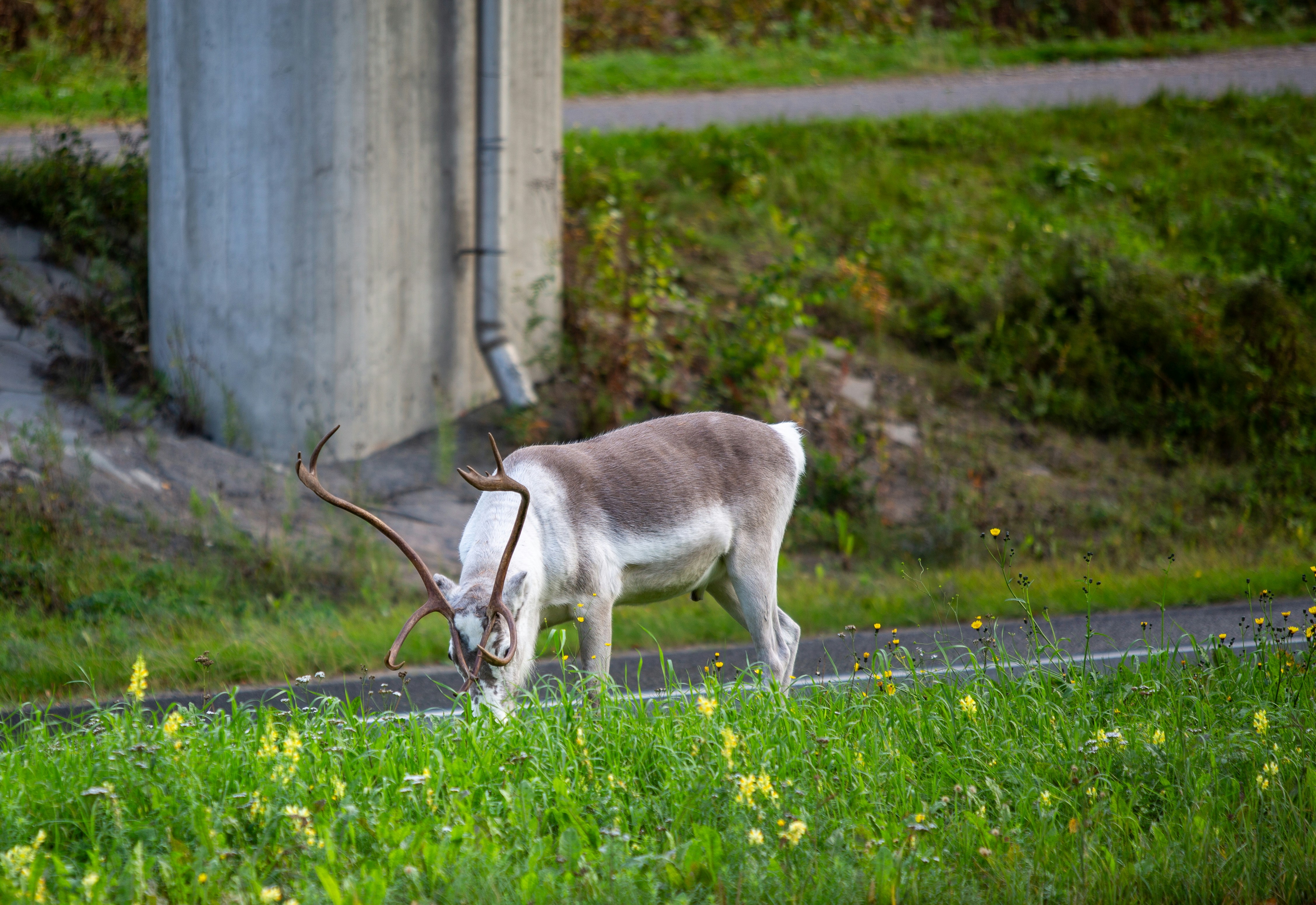A goat grazing on grass next to a road