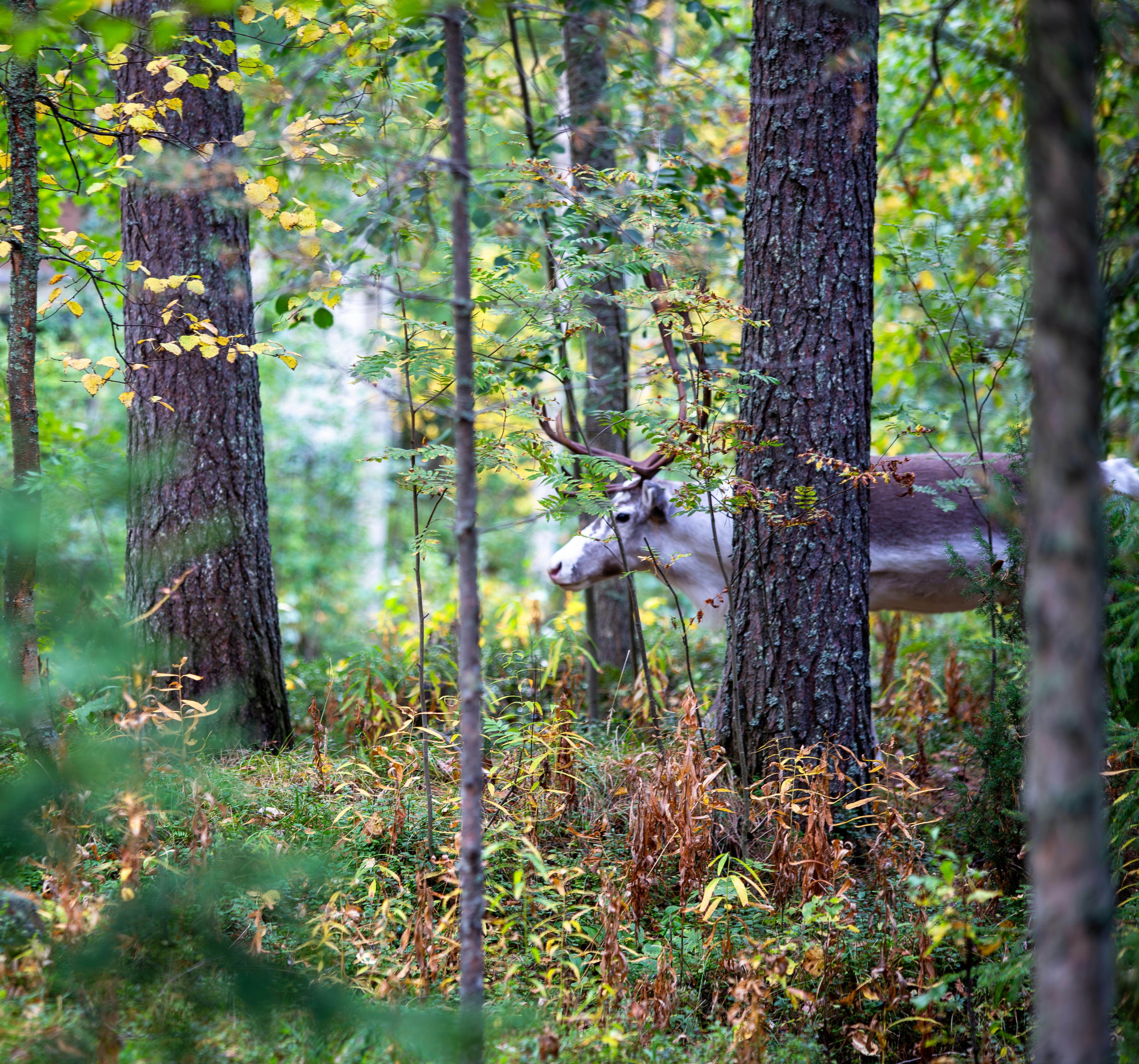A deer standing in the middle of a forest
