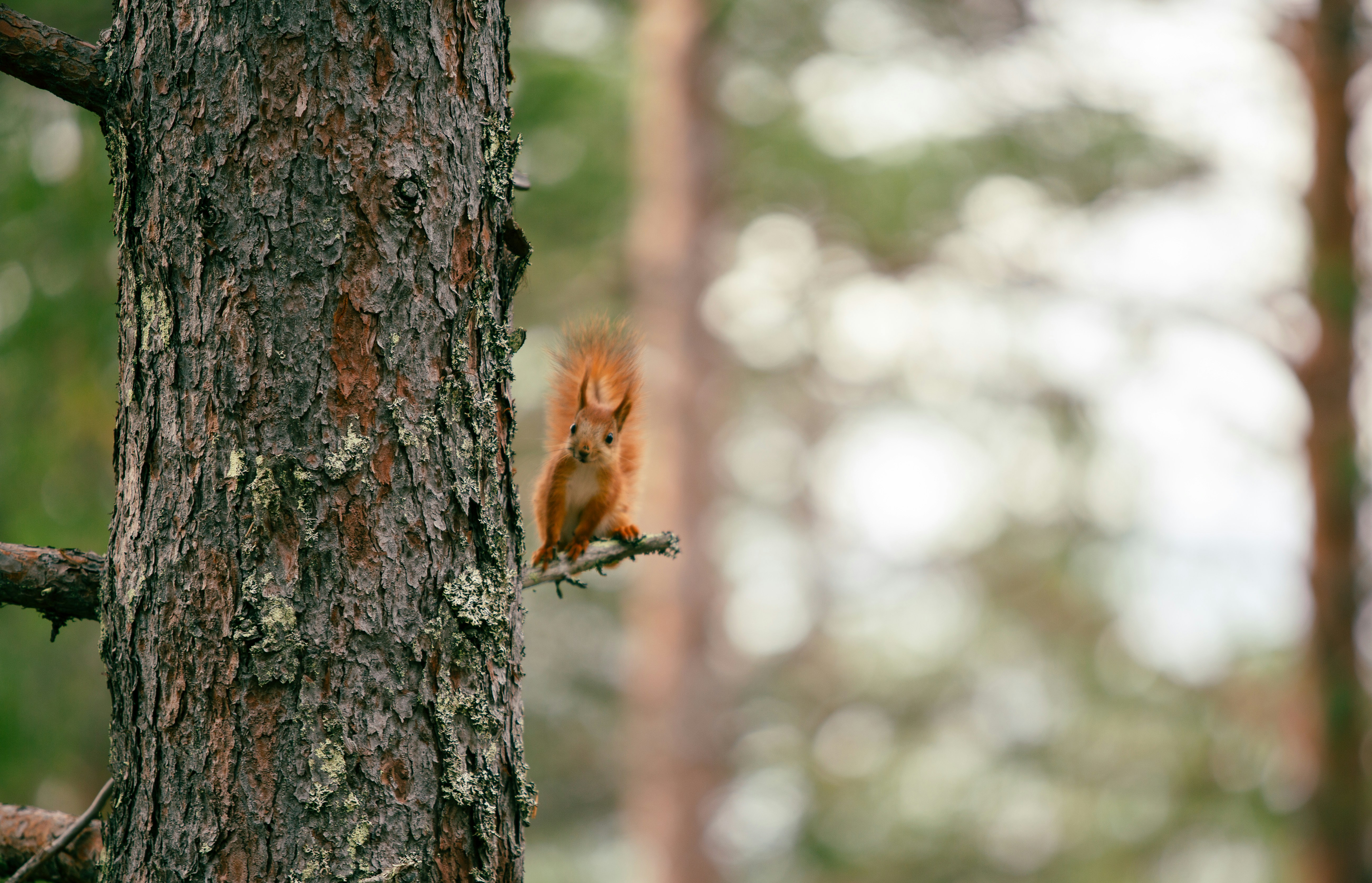 A squirrel sitting on a tree branch in a forest