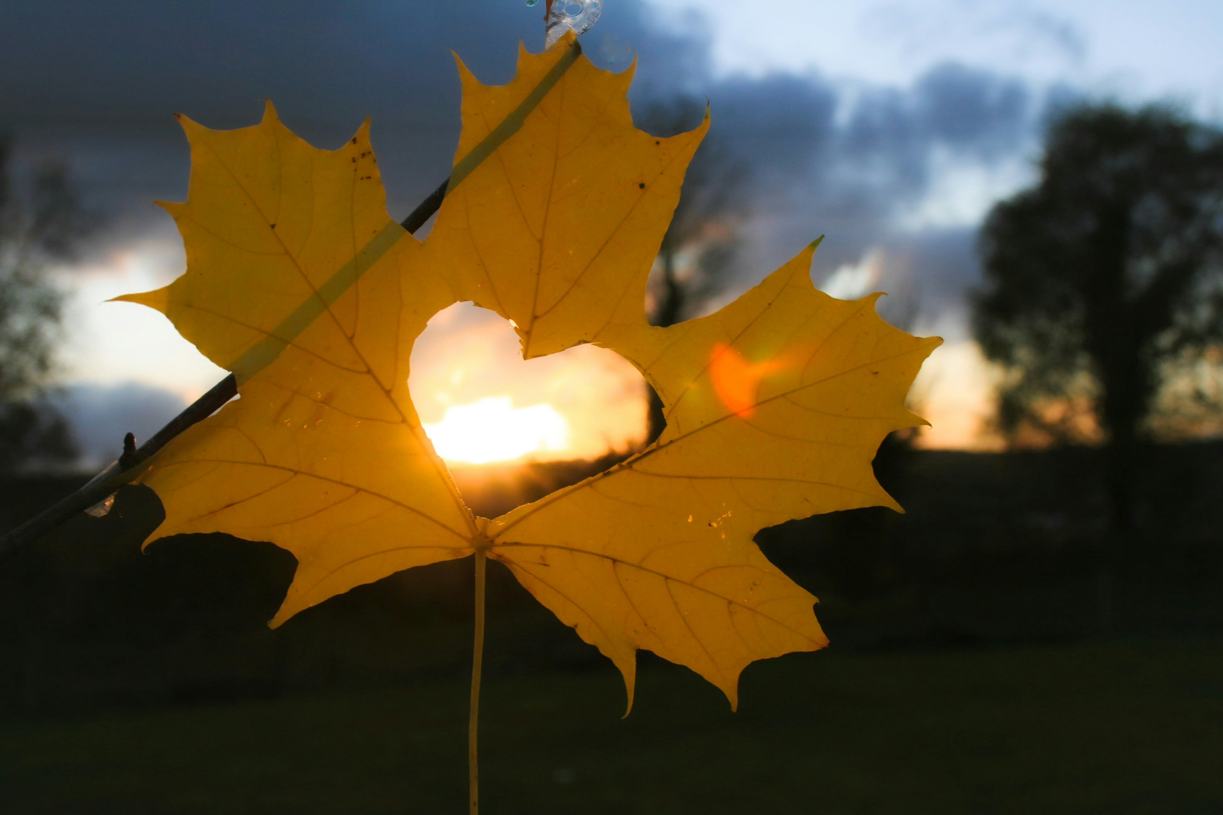 A yellow leaf with a heart on it