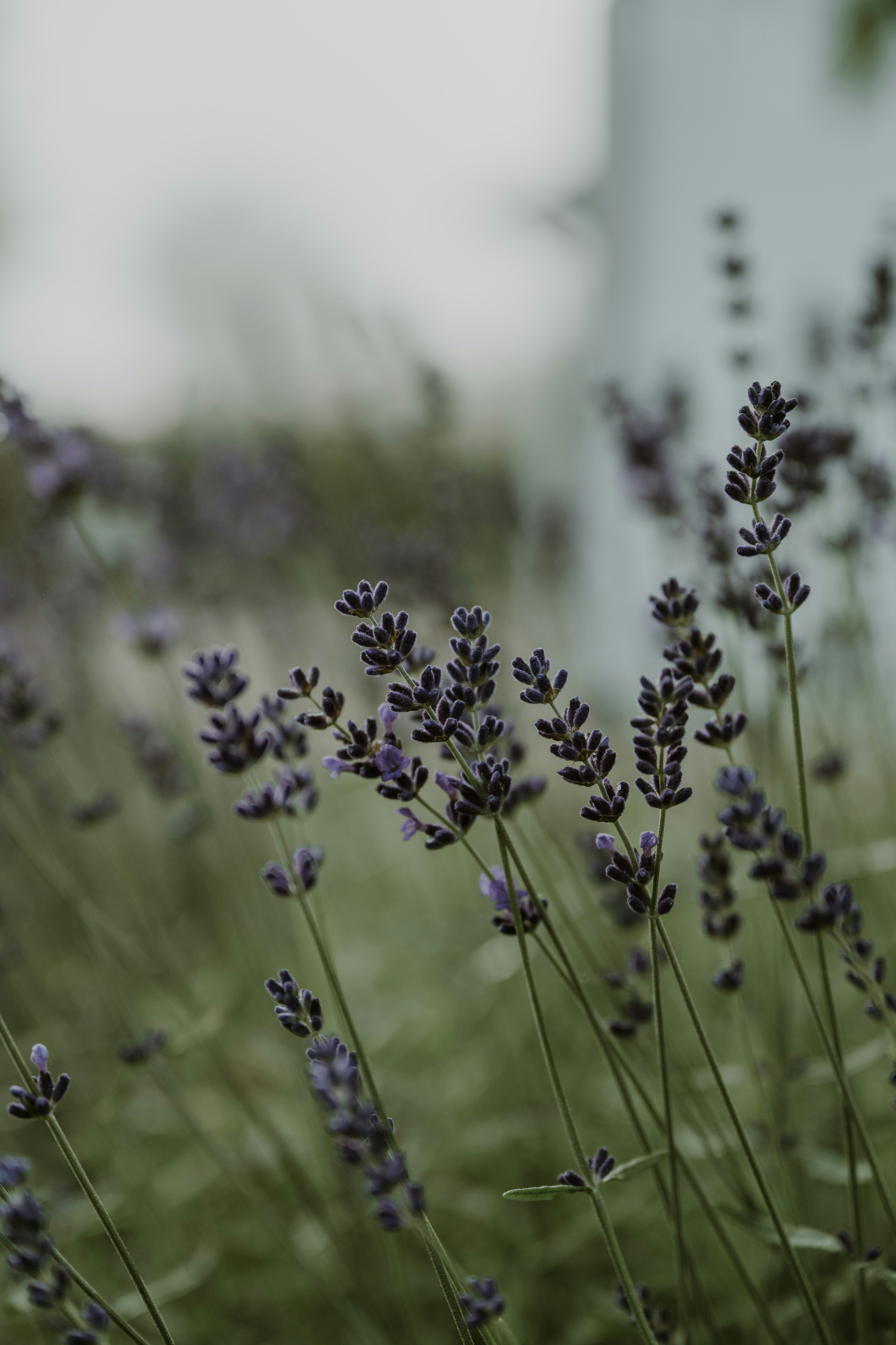 Photo by anitaaustvika