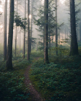 A path in the middle of a forest