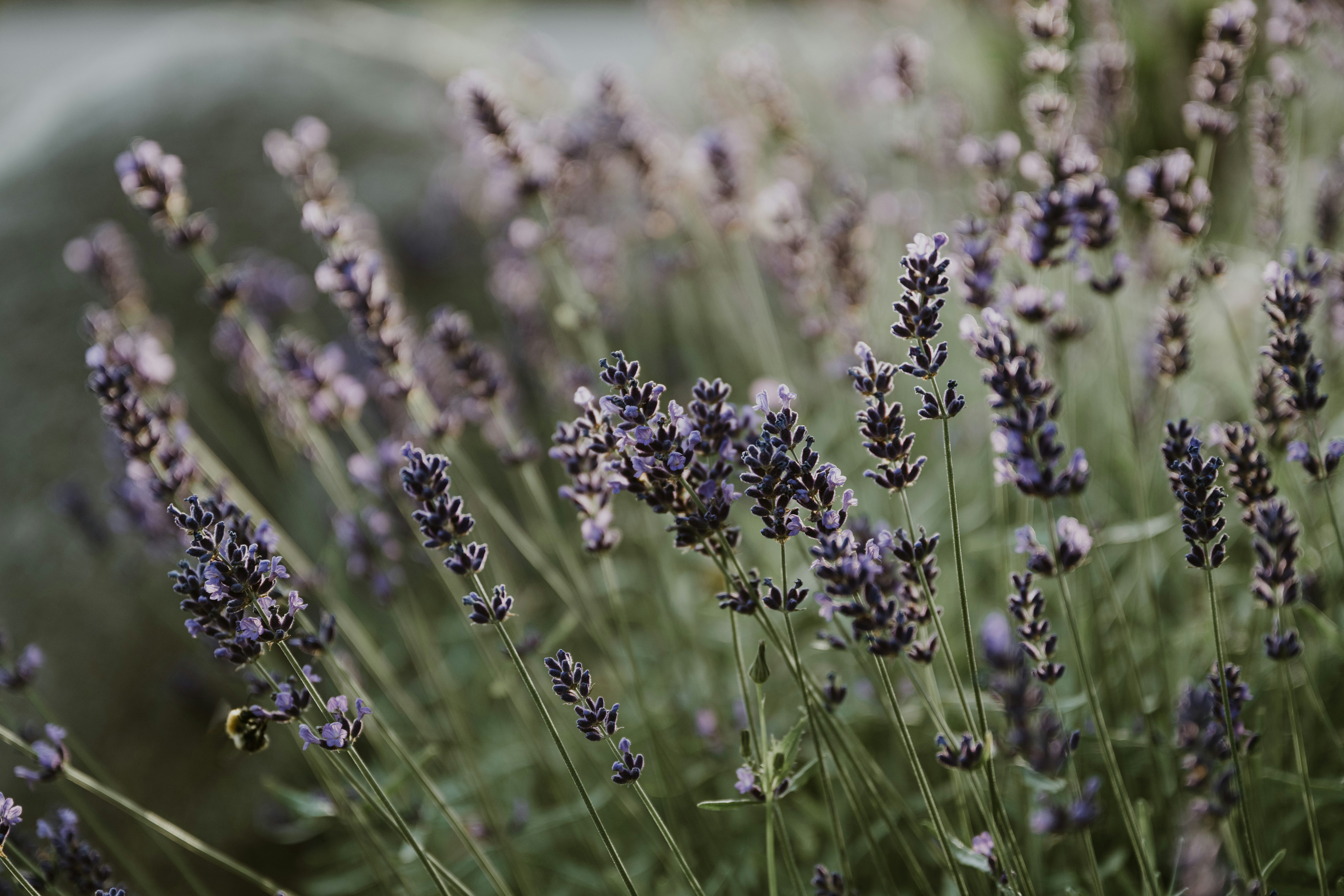 Photo by anitaaustvika