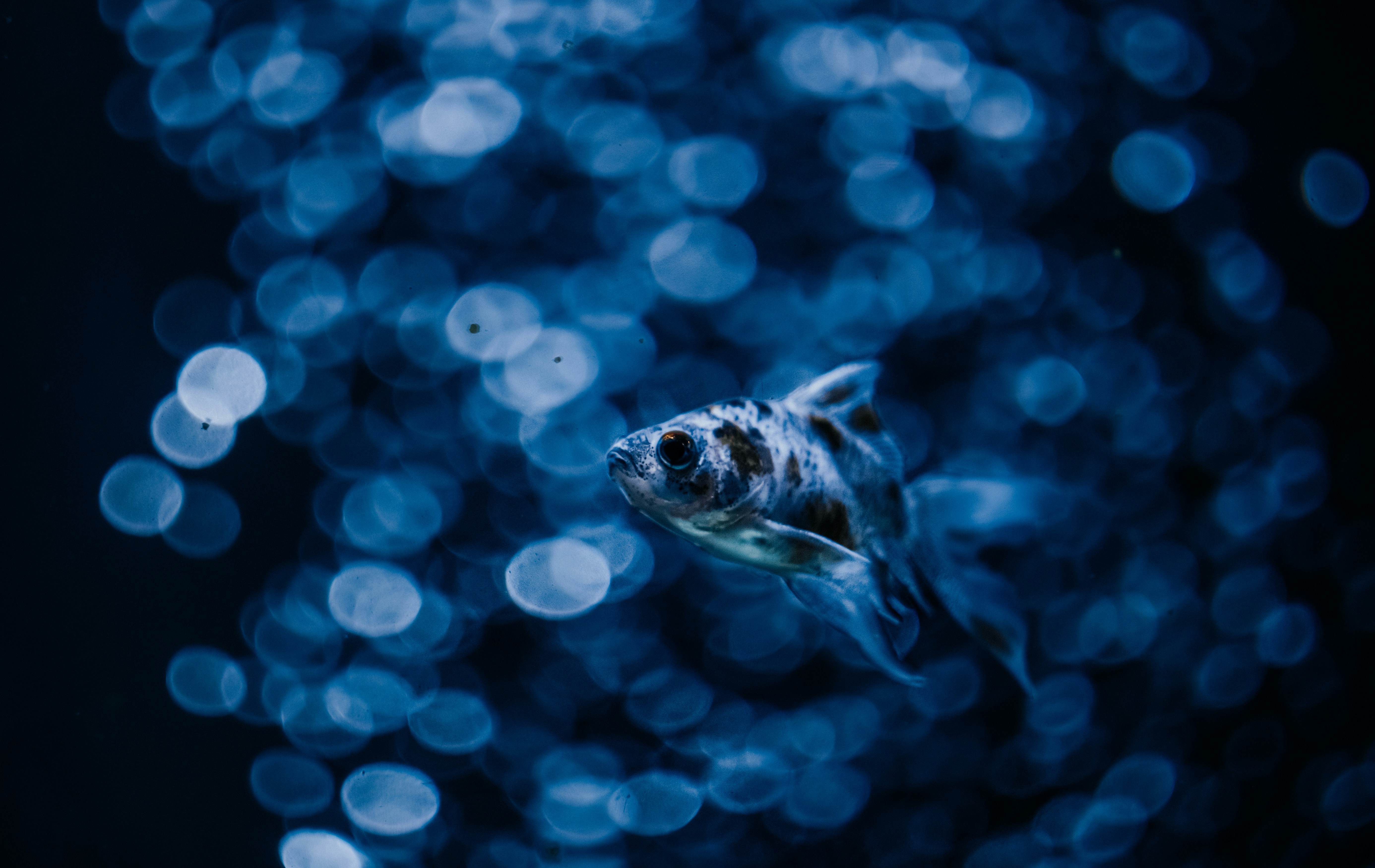 Photo by mineral_of_demon