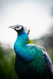 A peacock standing on top of a lush green field