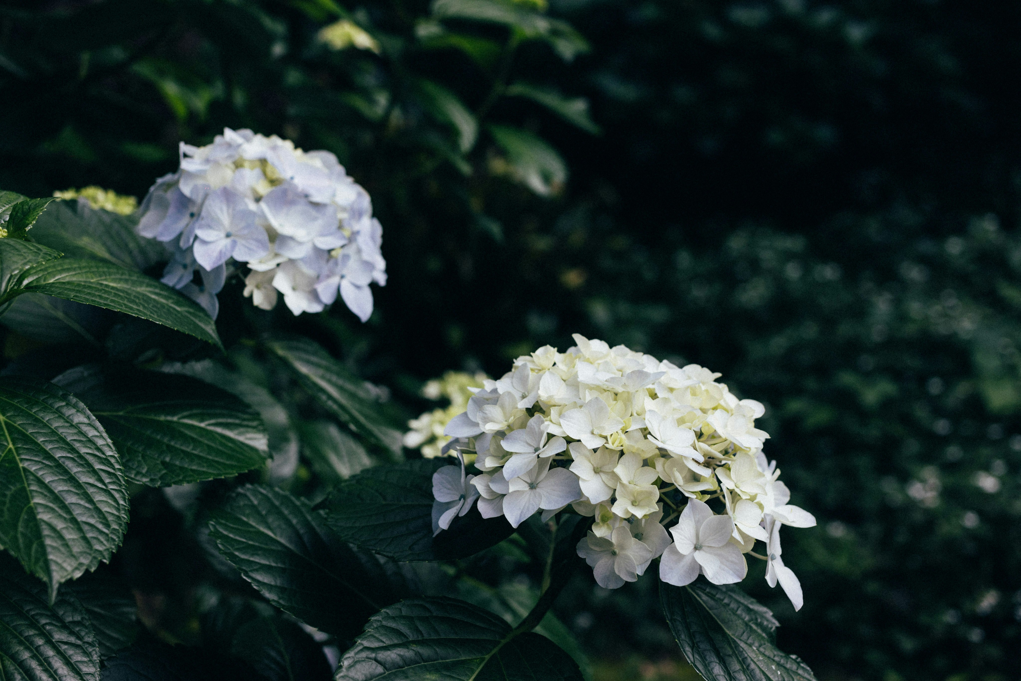 Photo by tsuyoshikozu