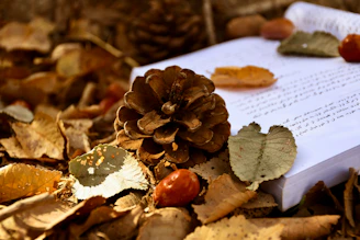 A book with a pine cone on top of it