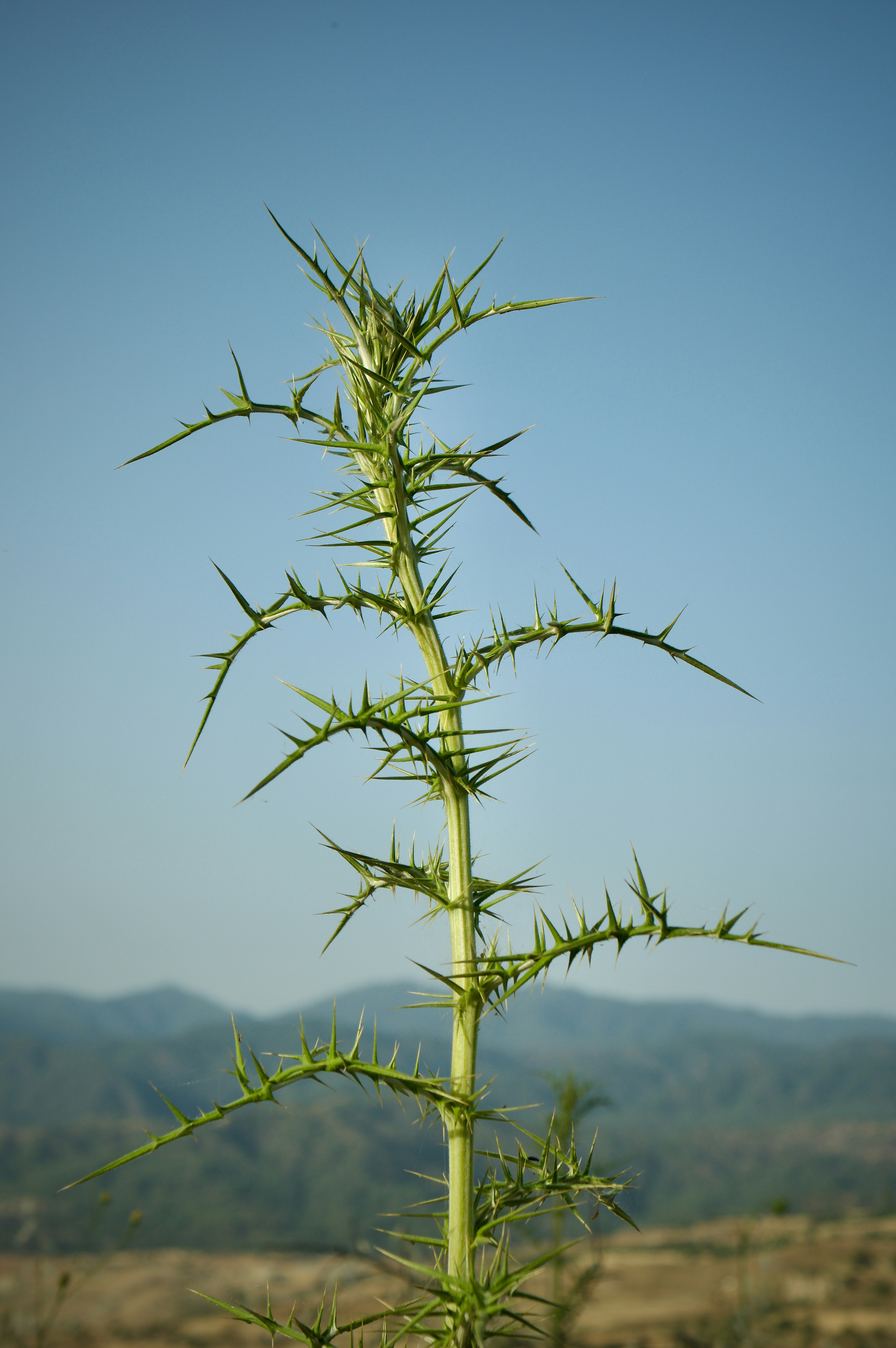A tall green plant sitting on top of a lush green field