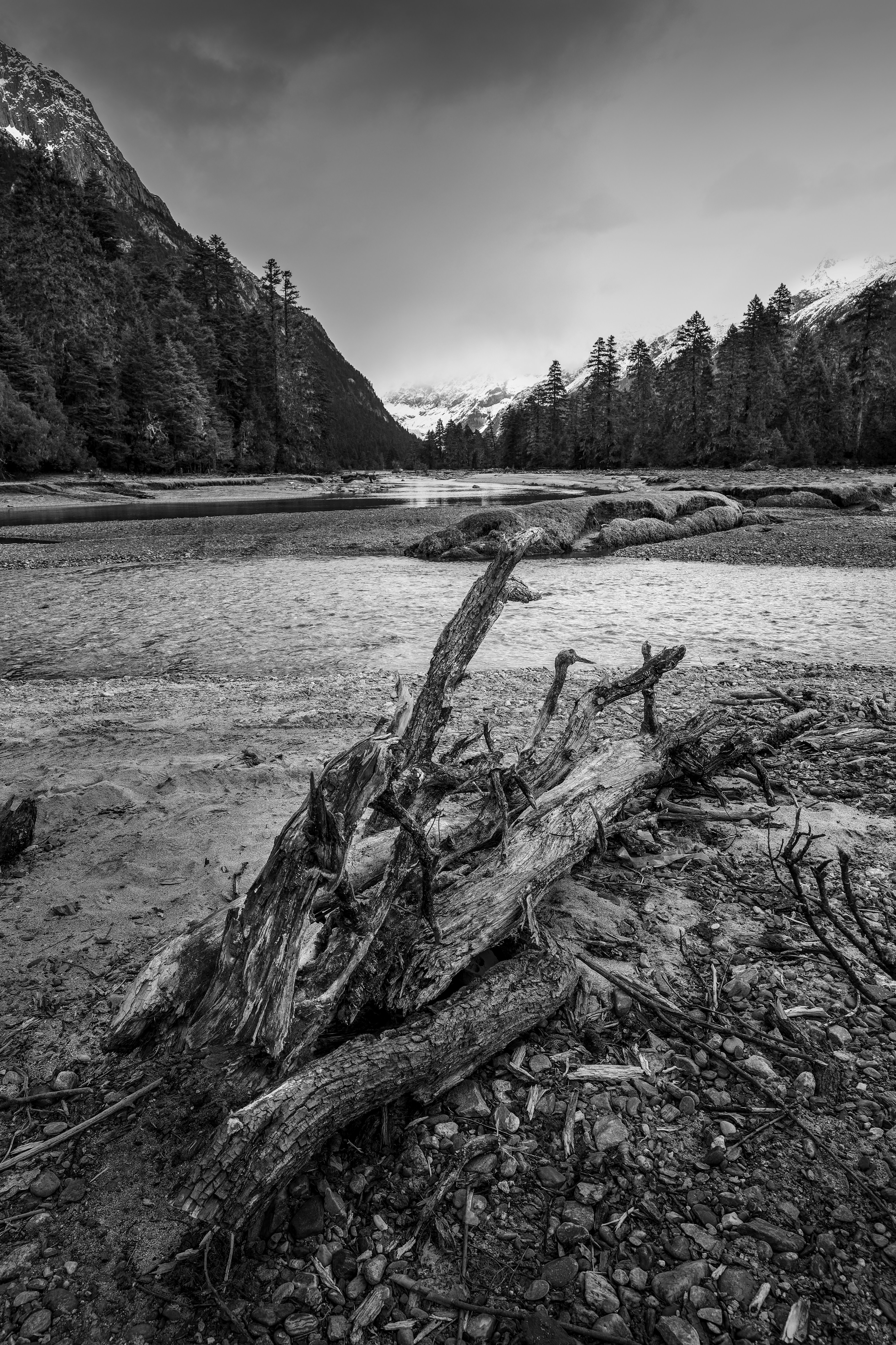Una foto en blanco y negro de un árbol caído