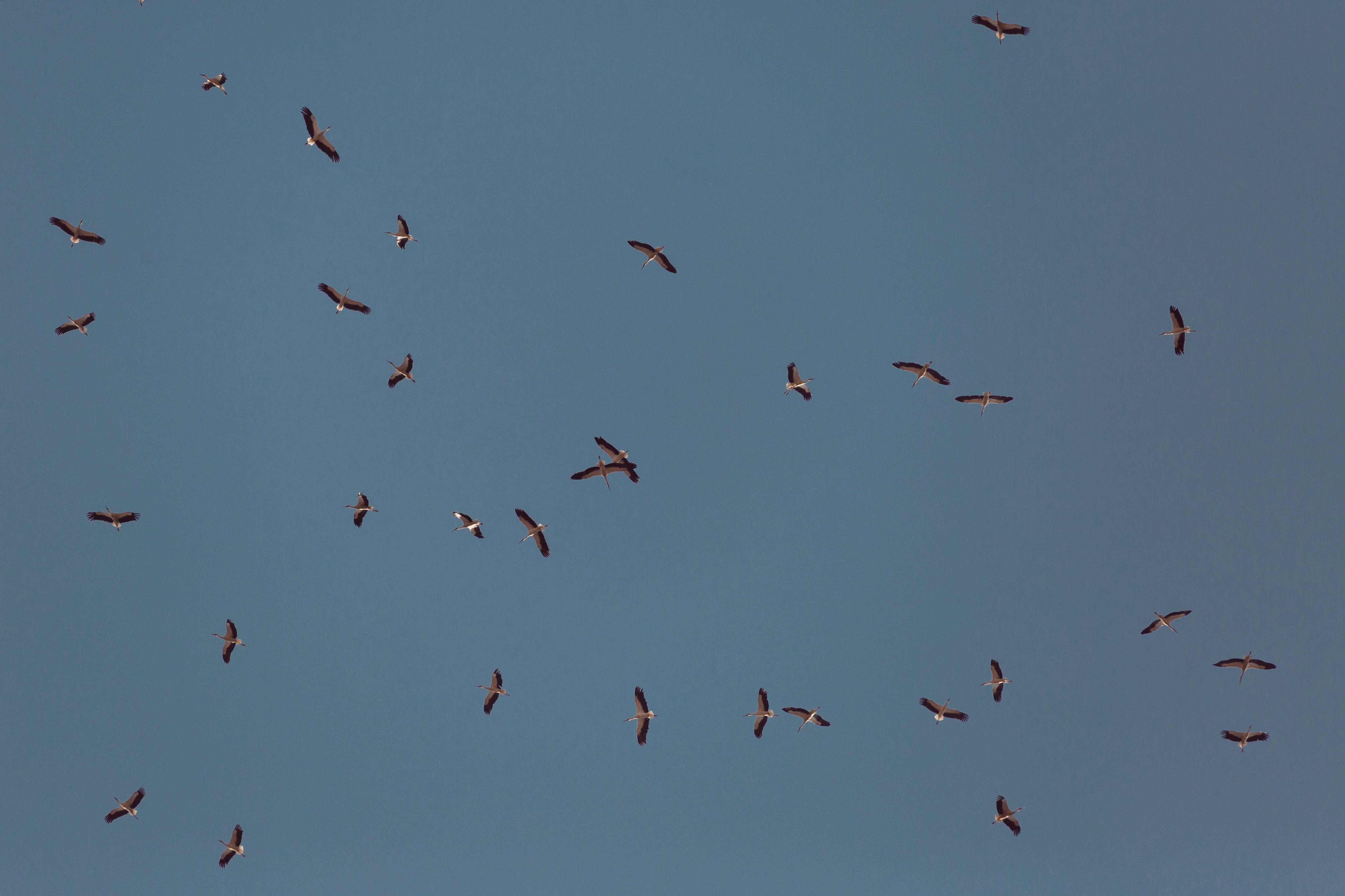 A flock of birds flying through a blue sky