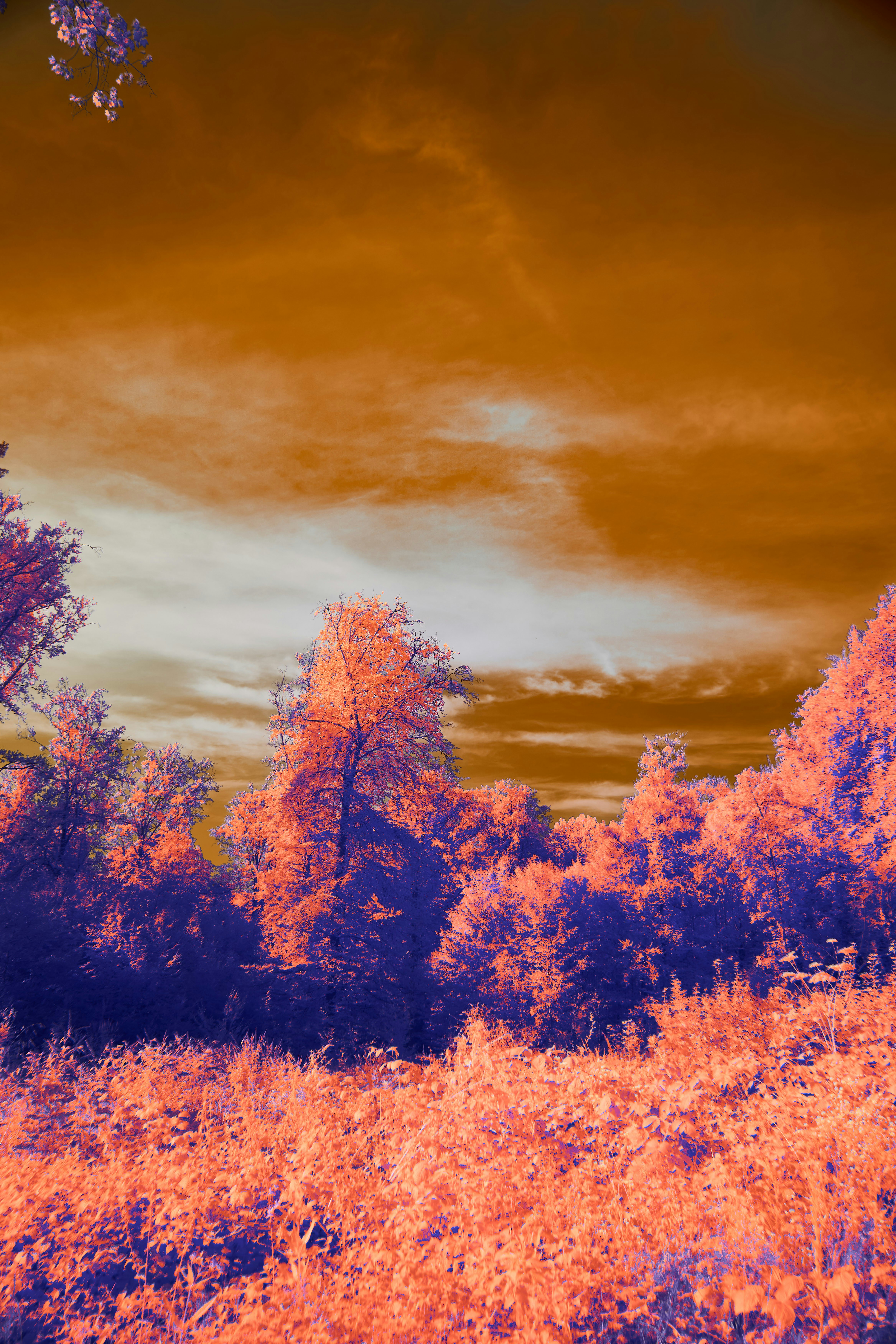 Photo by wolfgang_hasselmann