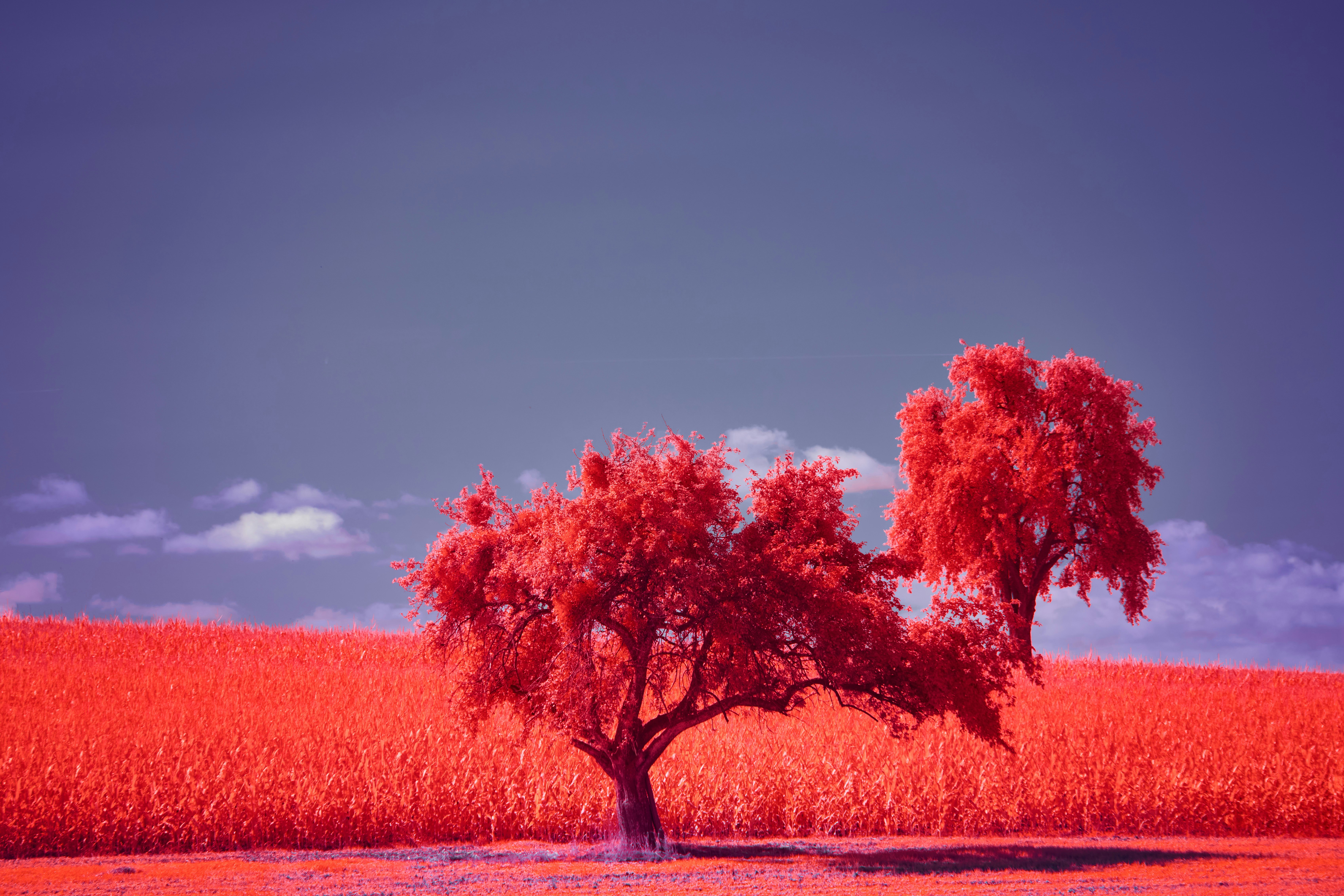 Photo by wolfgang_hasselmann