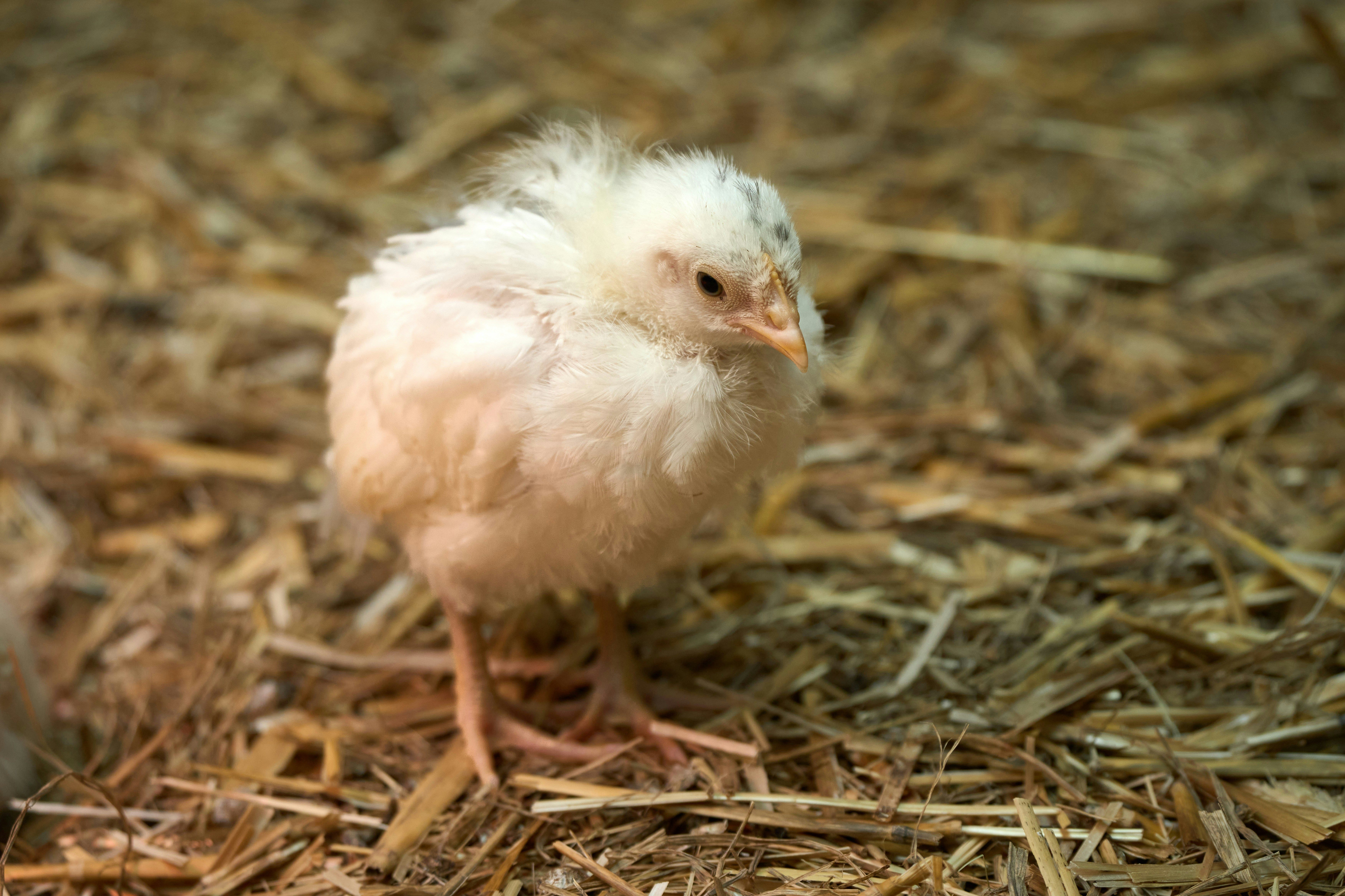 Photo by wolfgang_hasselmann