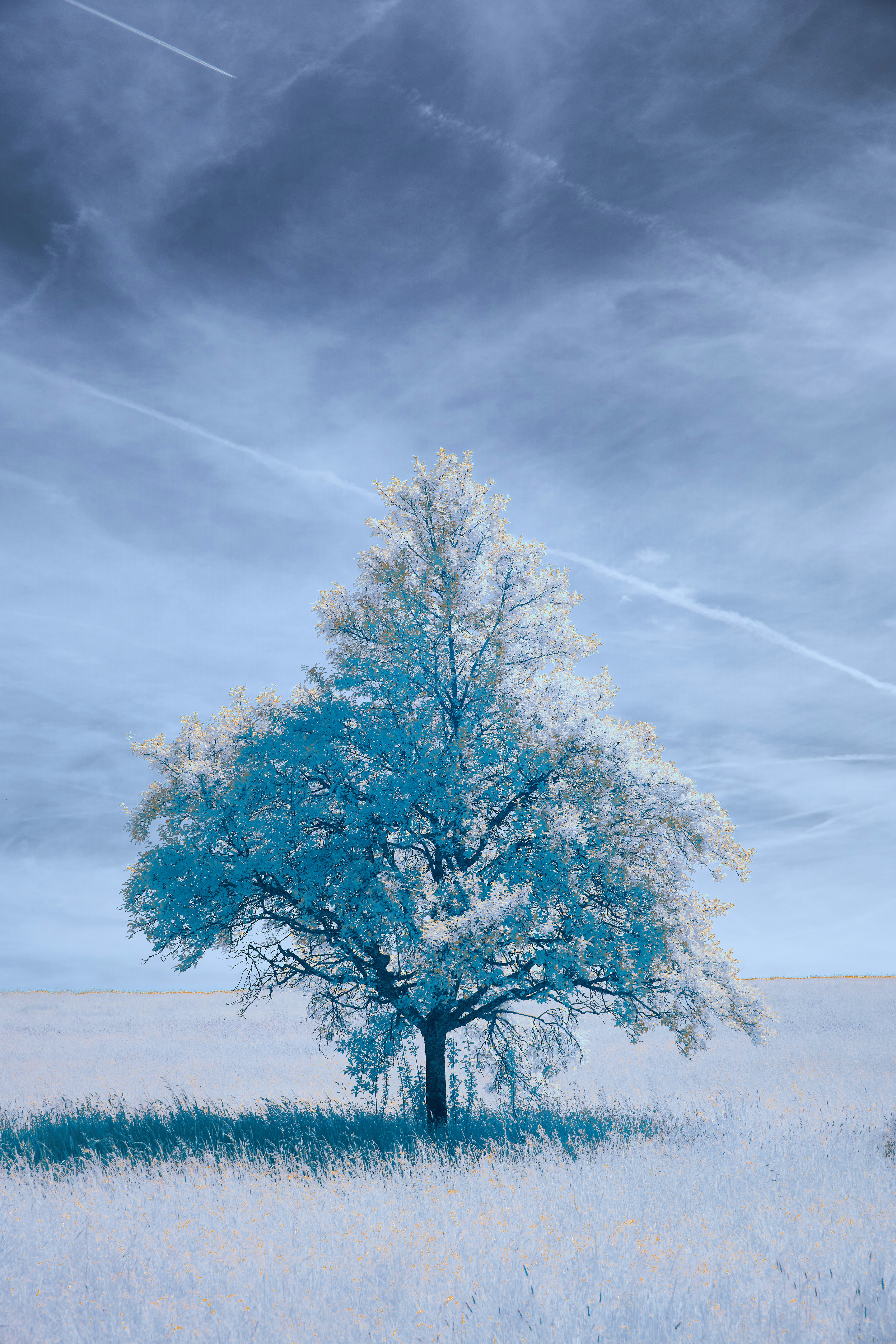 Photo by wolfgang_hasselmann