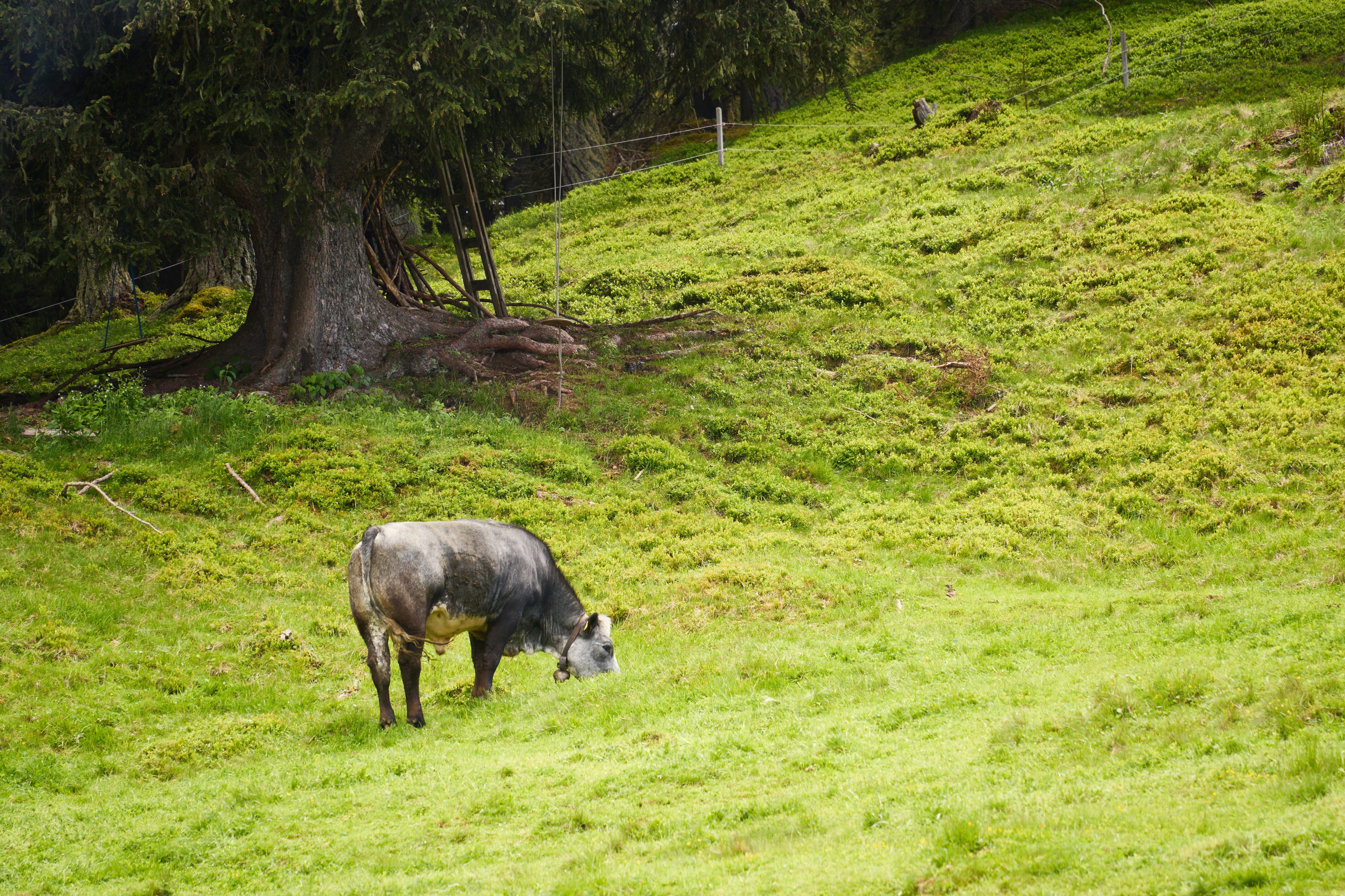 Photo by wolfgang_hasselmann