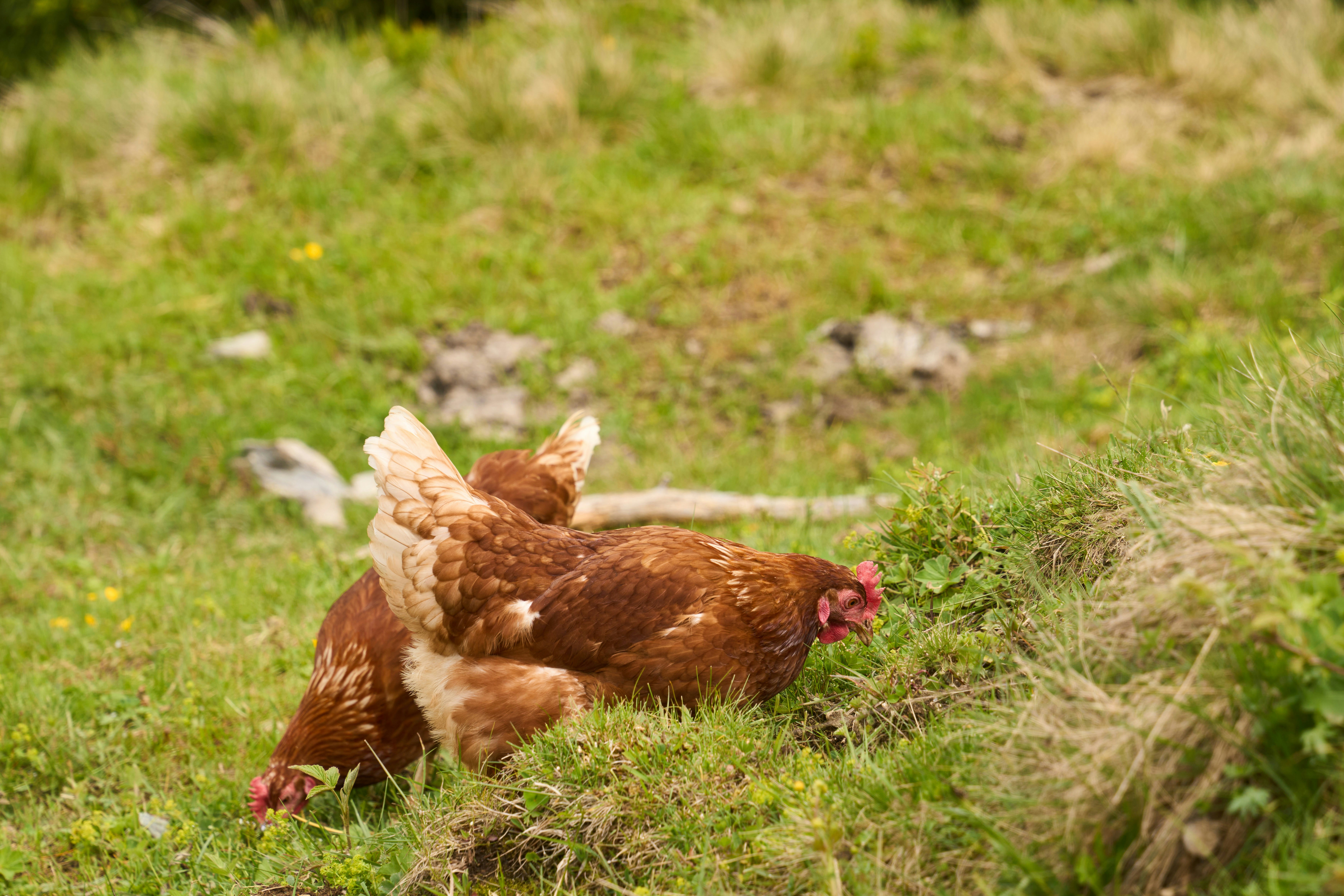 Photo by wolfgang_hasselmann