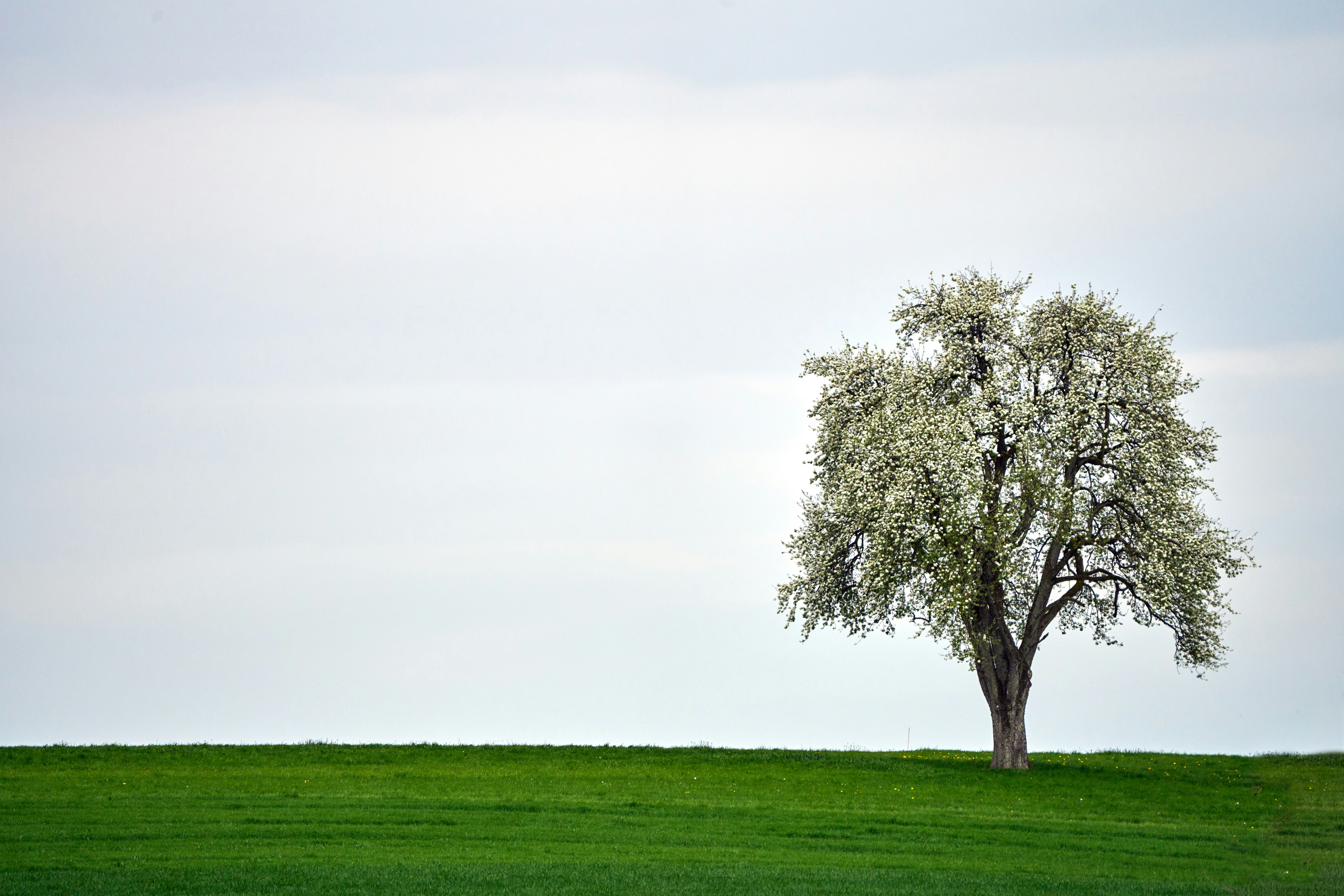 Photo by wolfgang_hasselmann