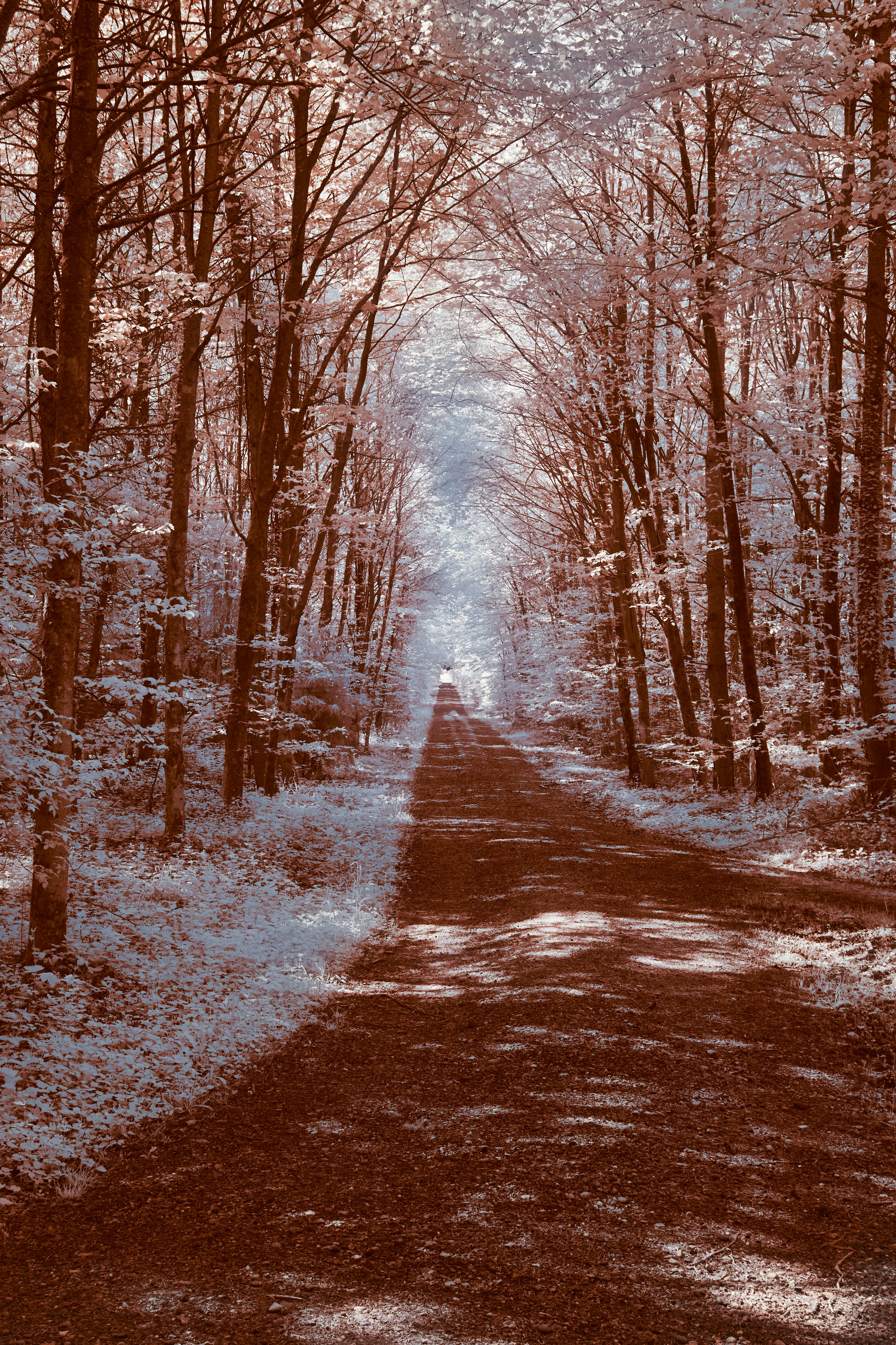 Photo by wolfgang_hasselmann